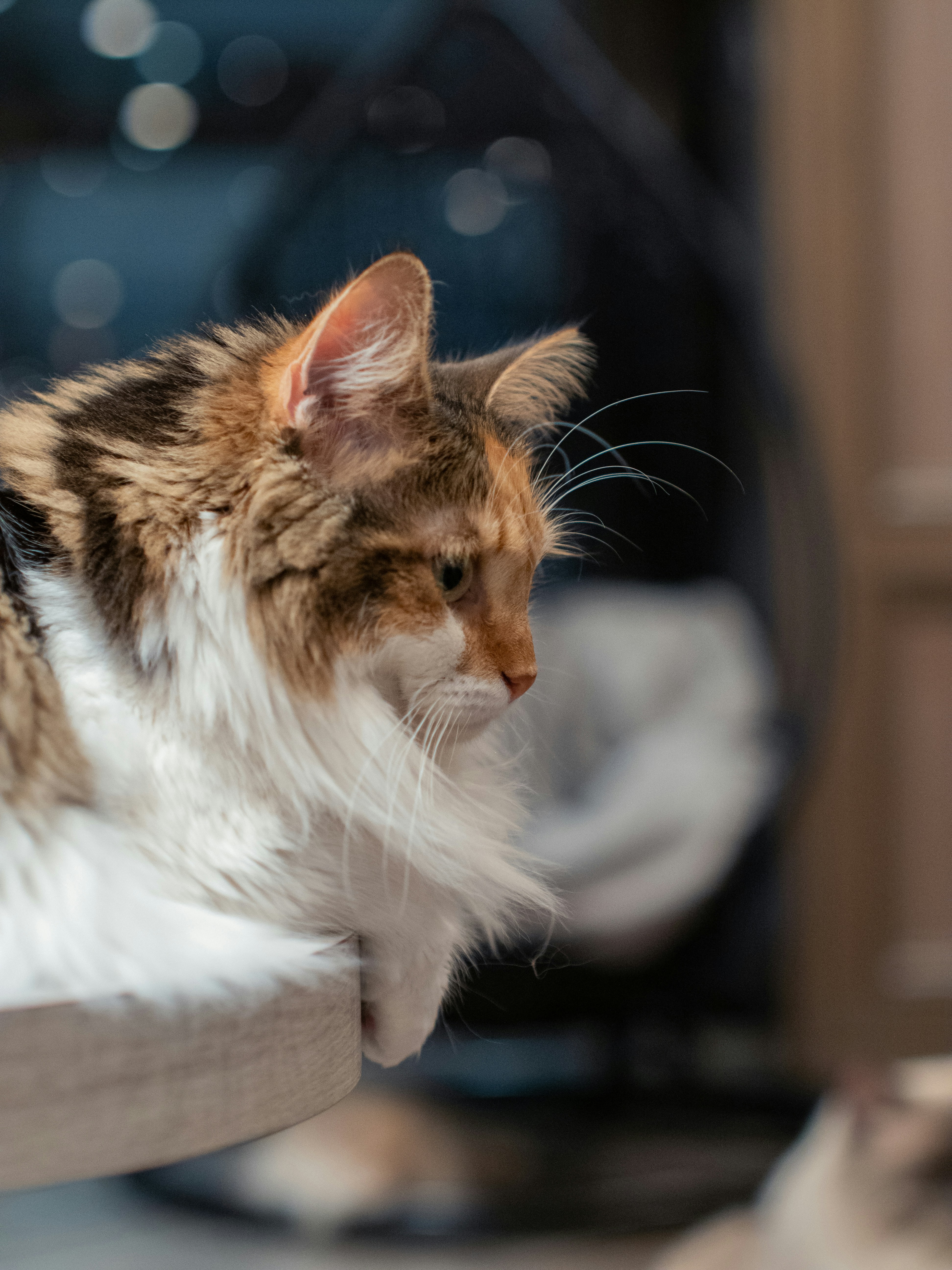 Photo by shellingfordyu