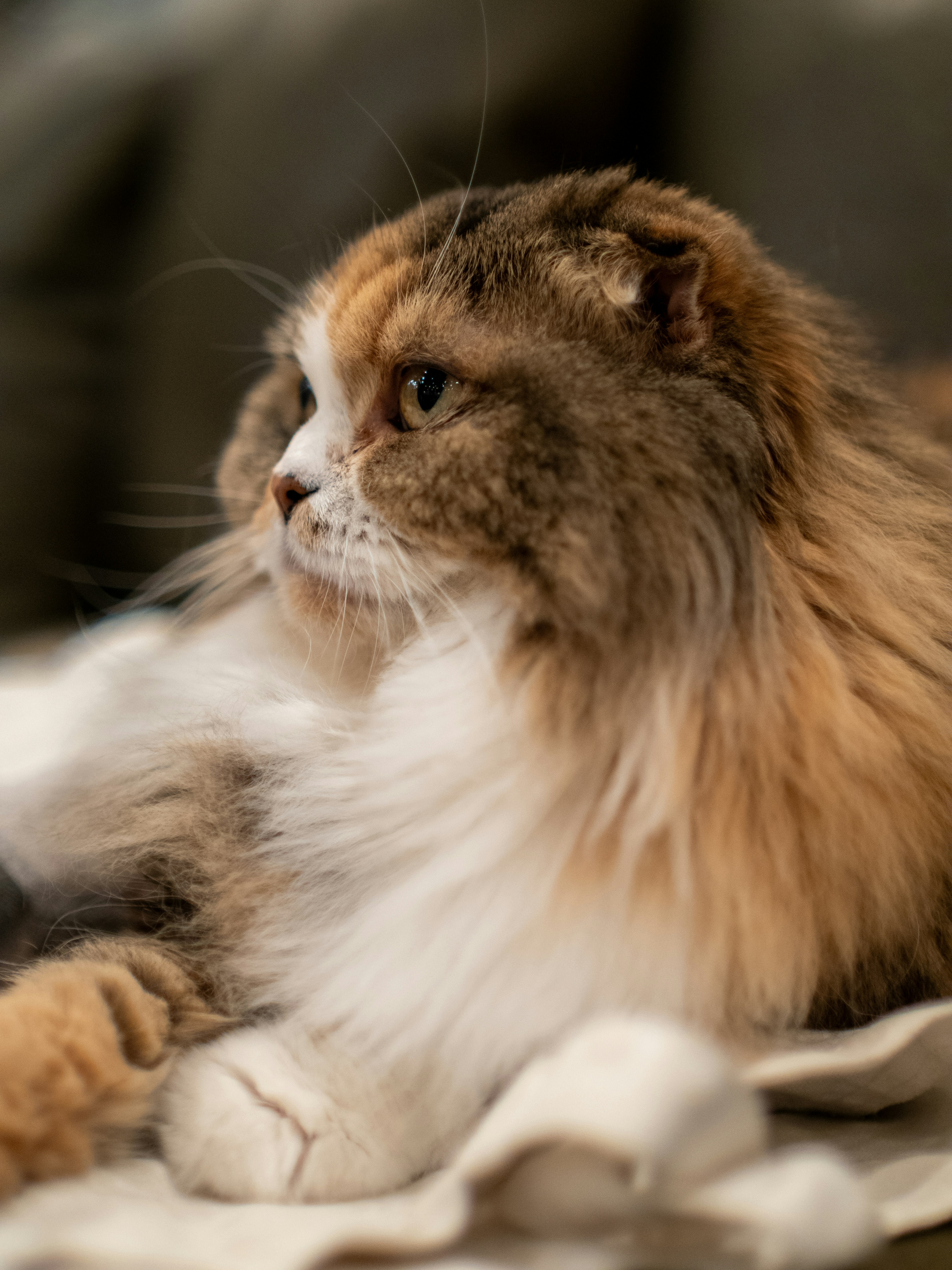 Photo by shellingfordyu