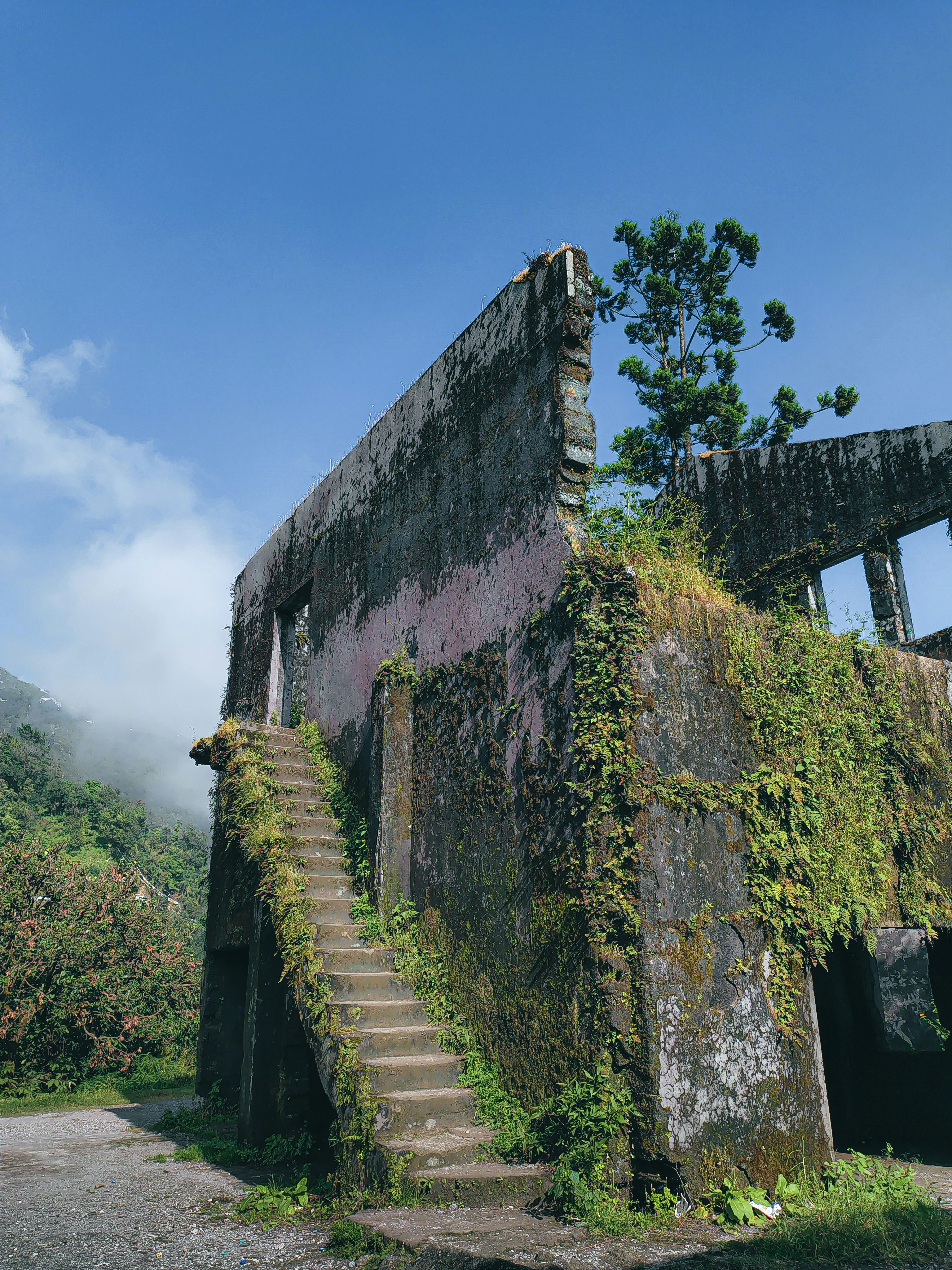 A very old building with a bunch of vines growing on it