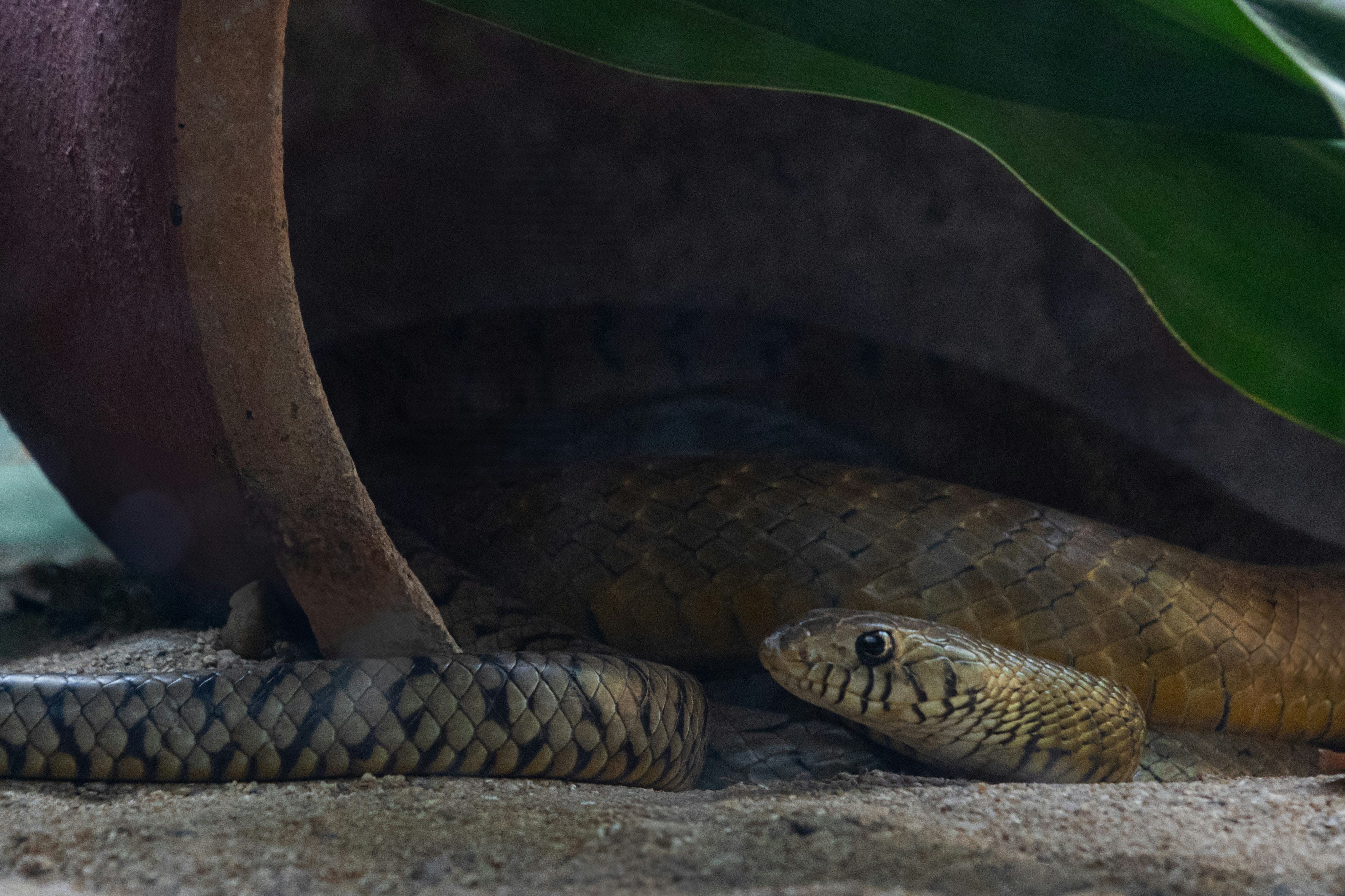 A snake that is laying down on the ground