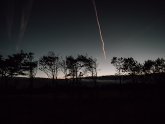 A line of trees in a field at night