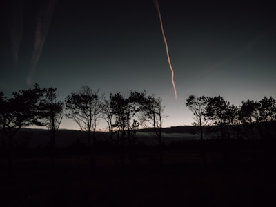 A line of trees in a field at night