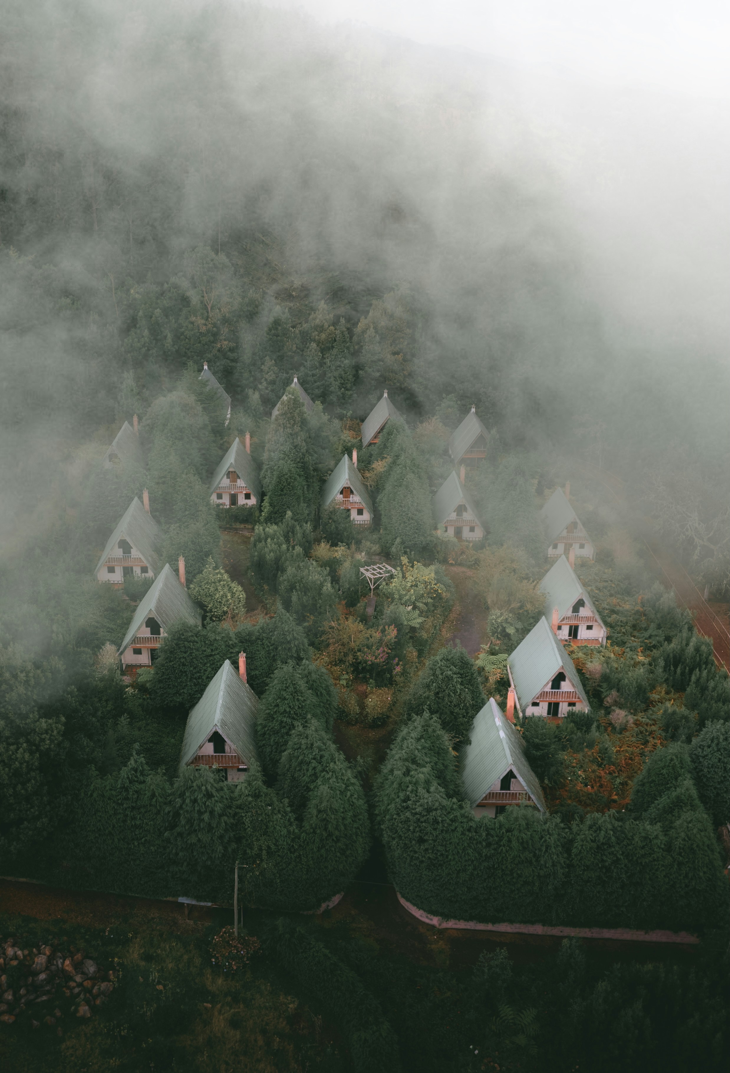 A group of houses in the middle of a forest