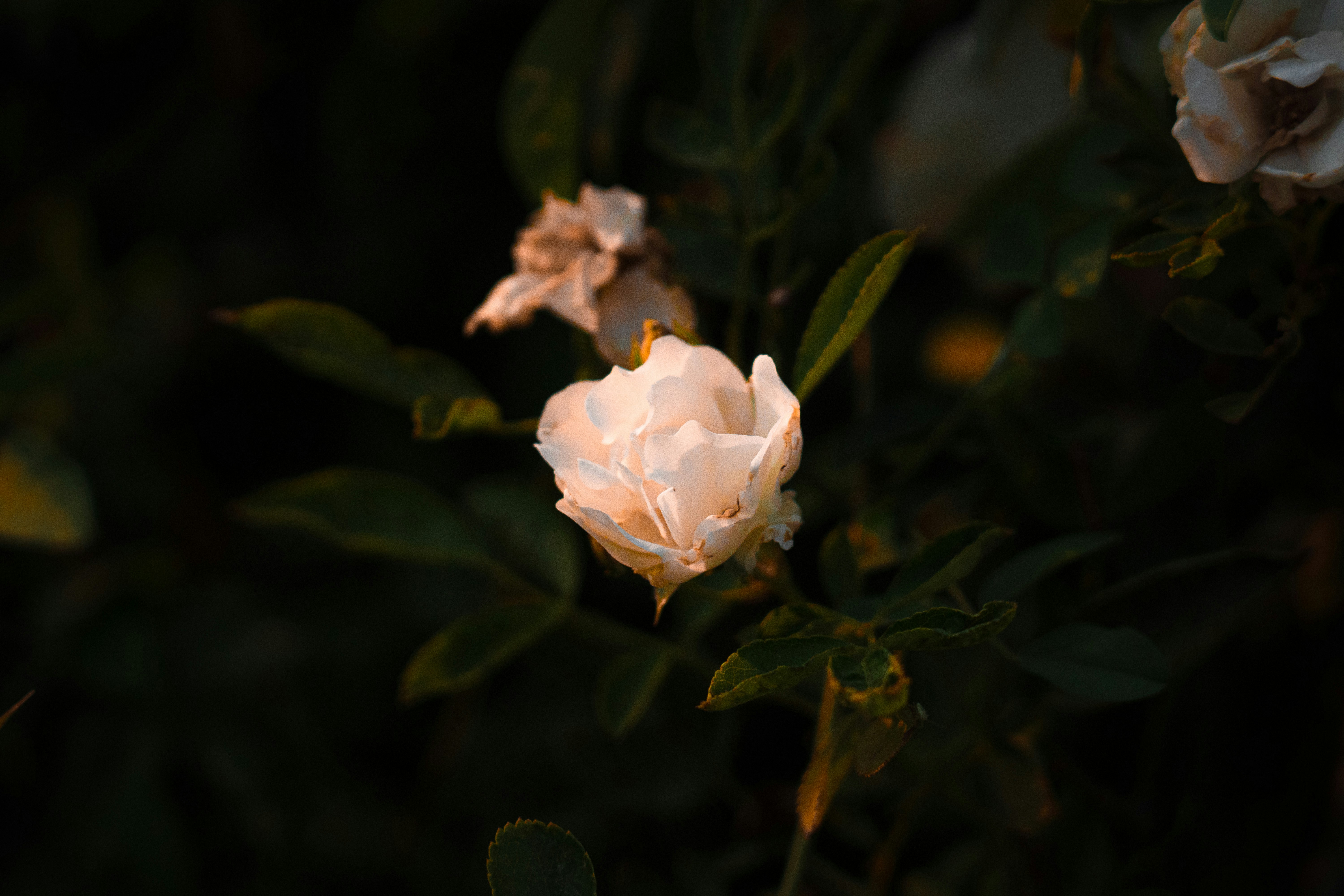 Photo by pixel_guy97