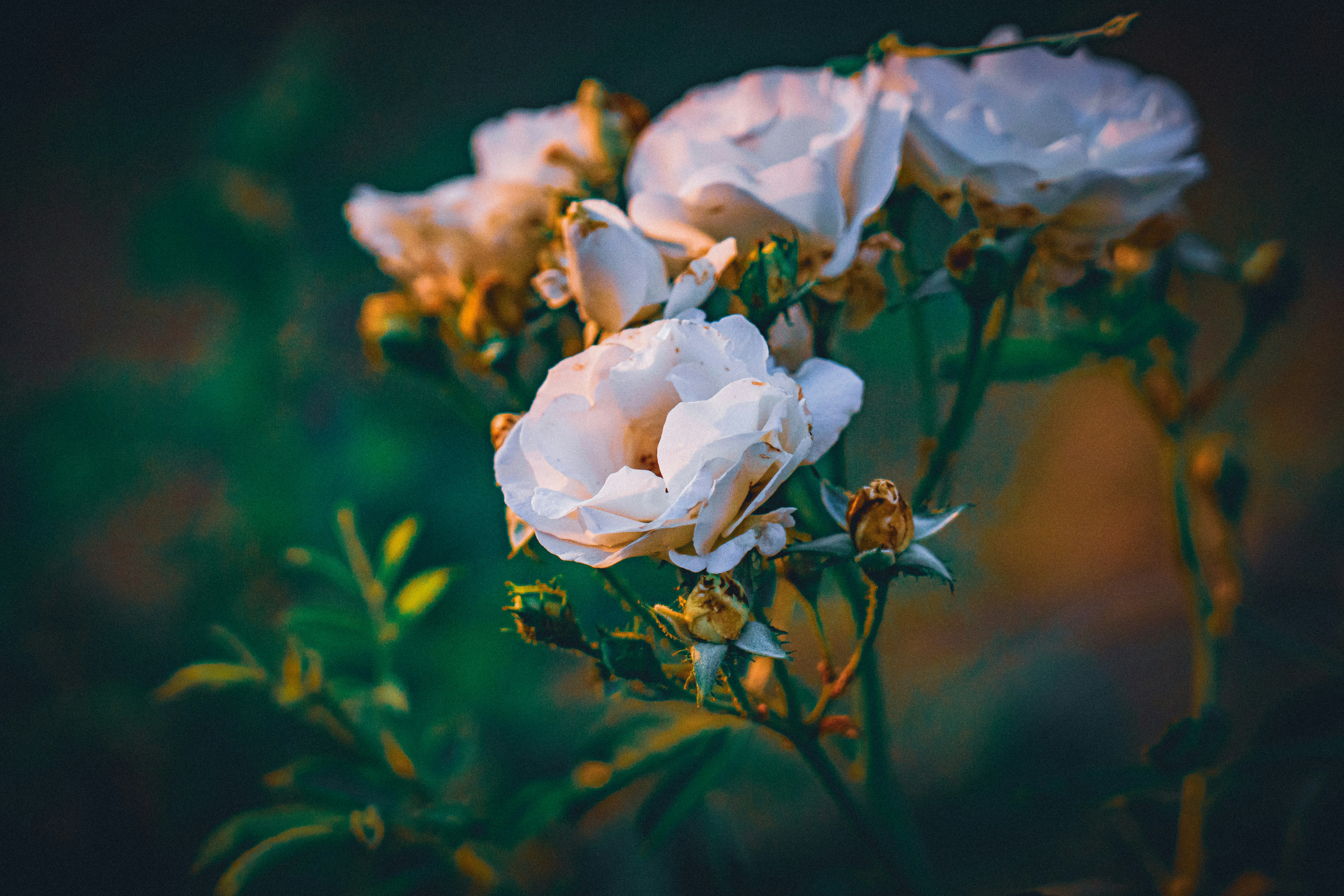 Photo by pixel_guy97