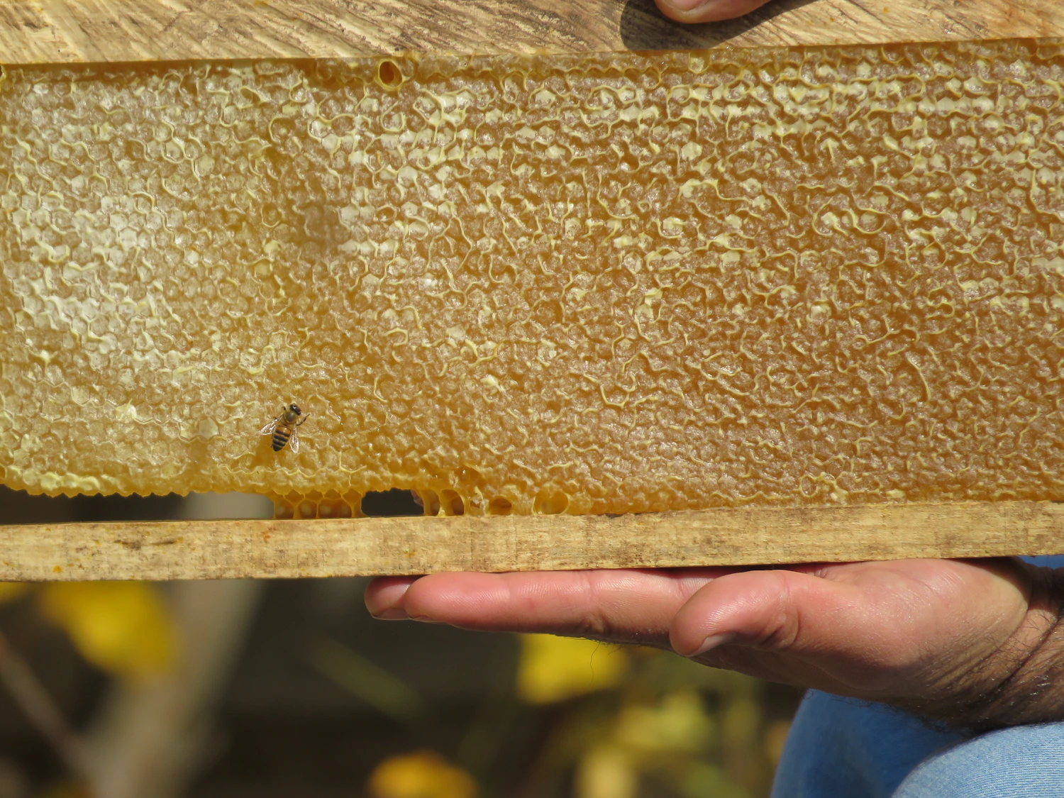 A full frame of capped comb held in two hands