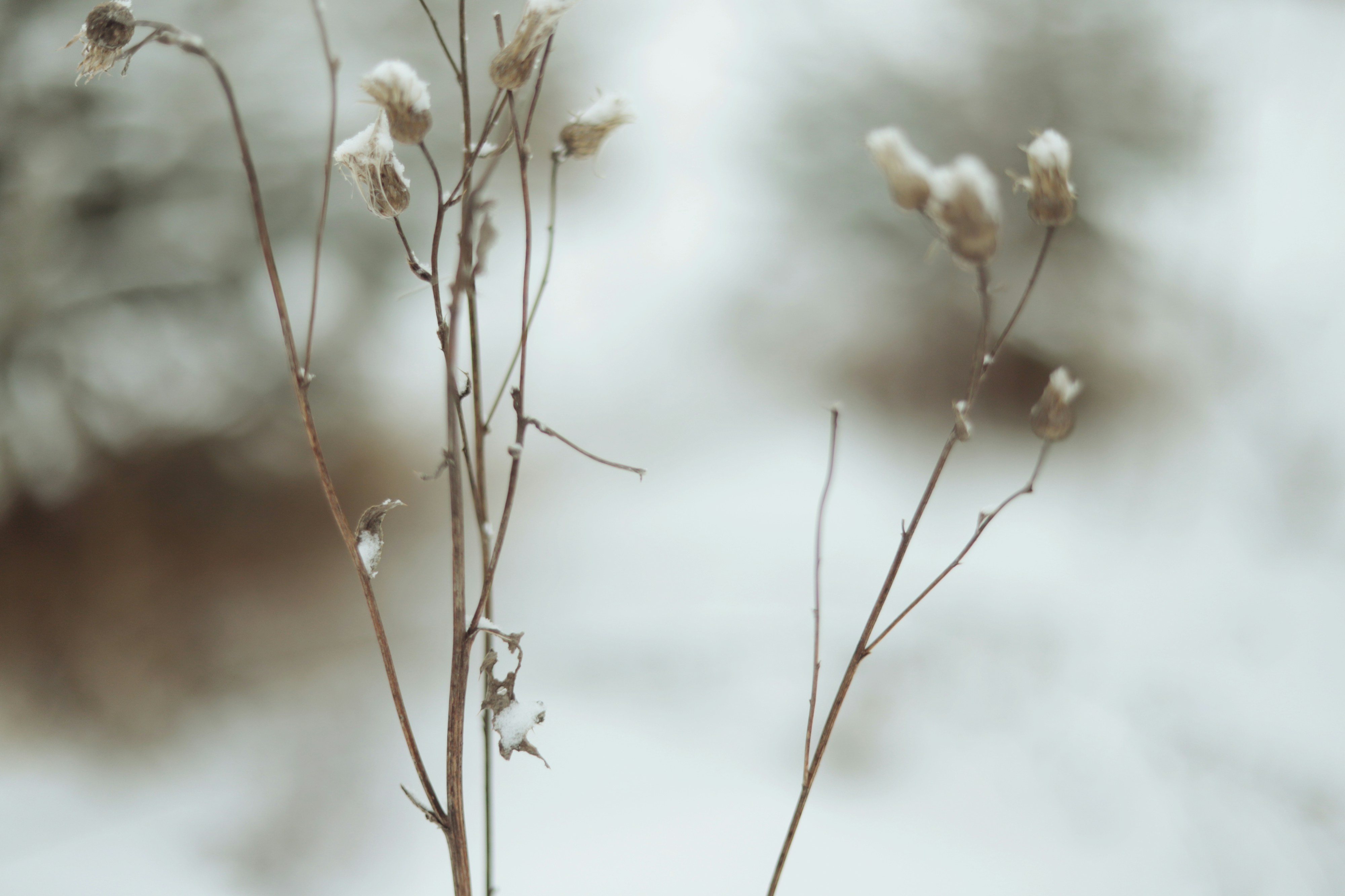 Photo by white_on_white