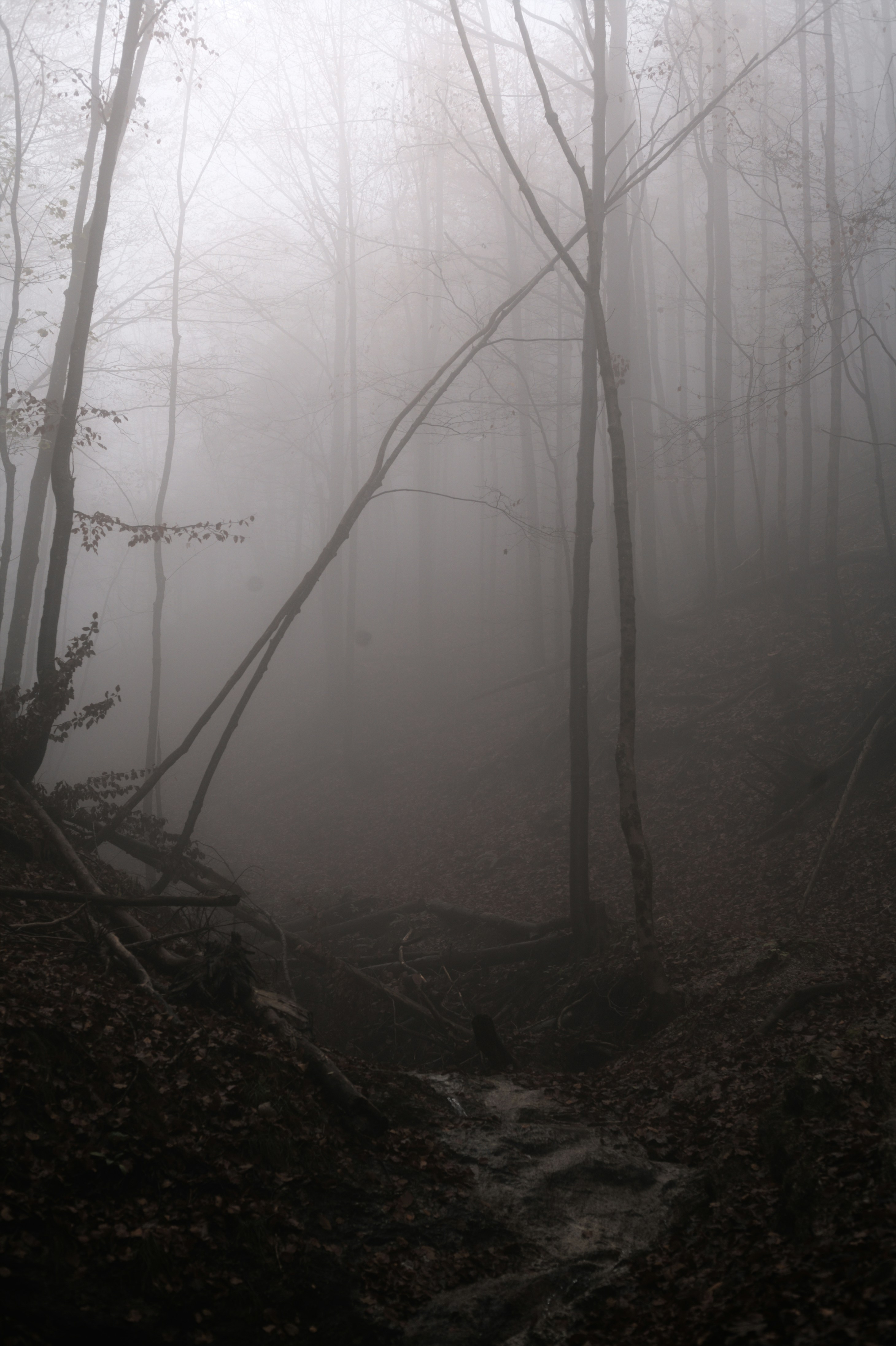 Photo by szabolcsantal