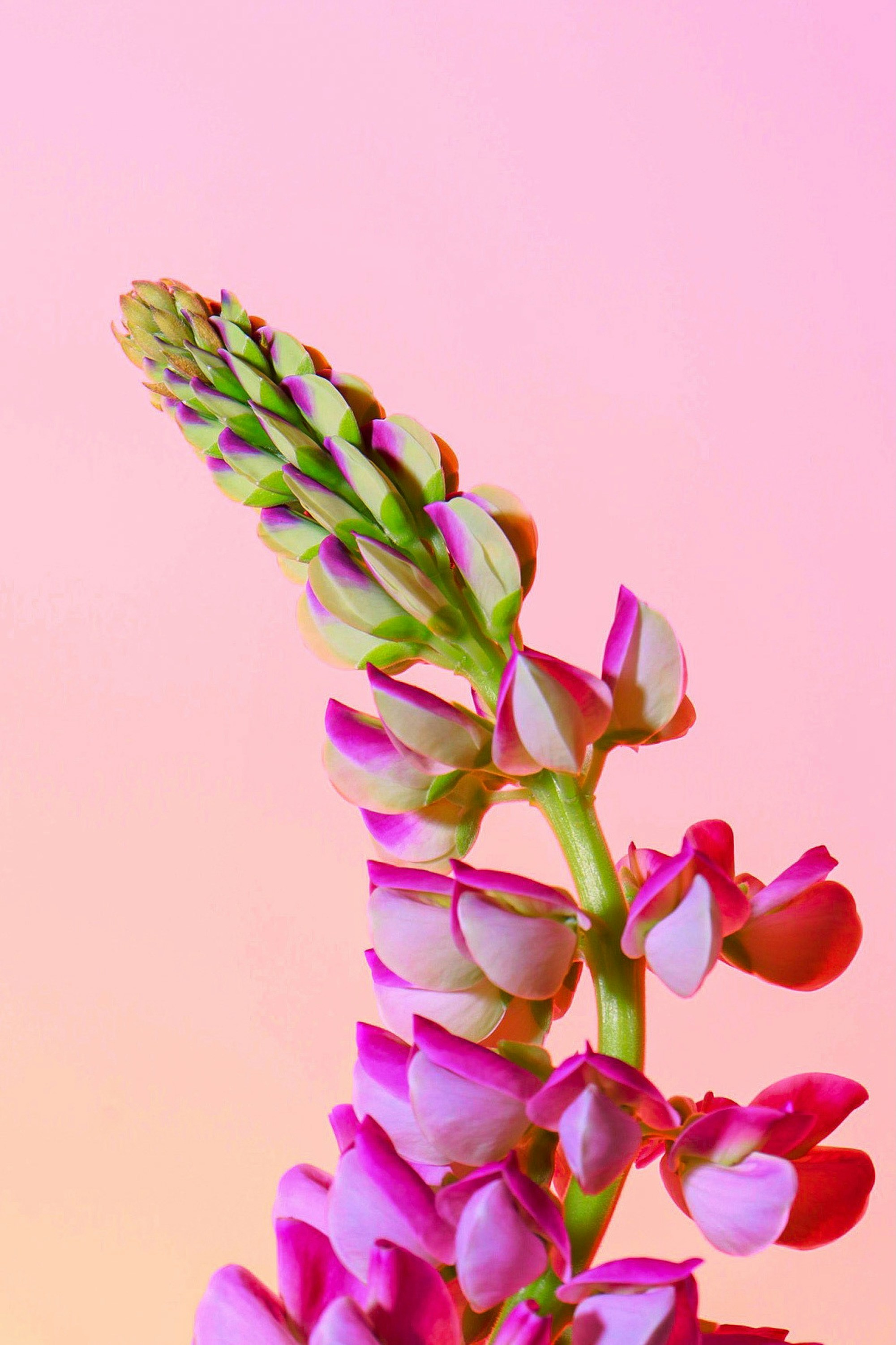 A close up of a flower with a pink background