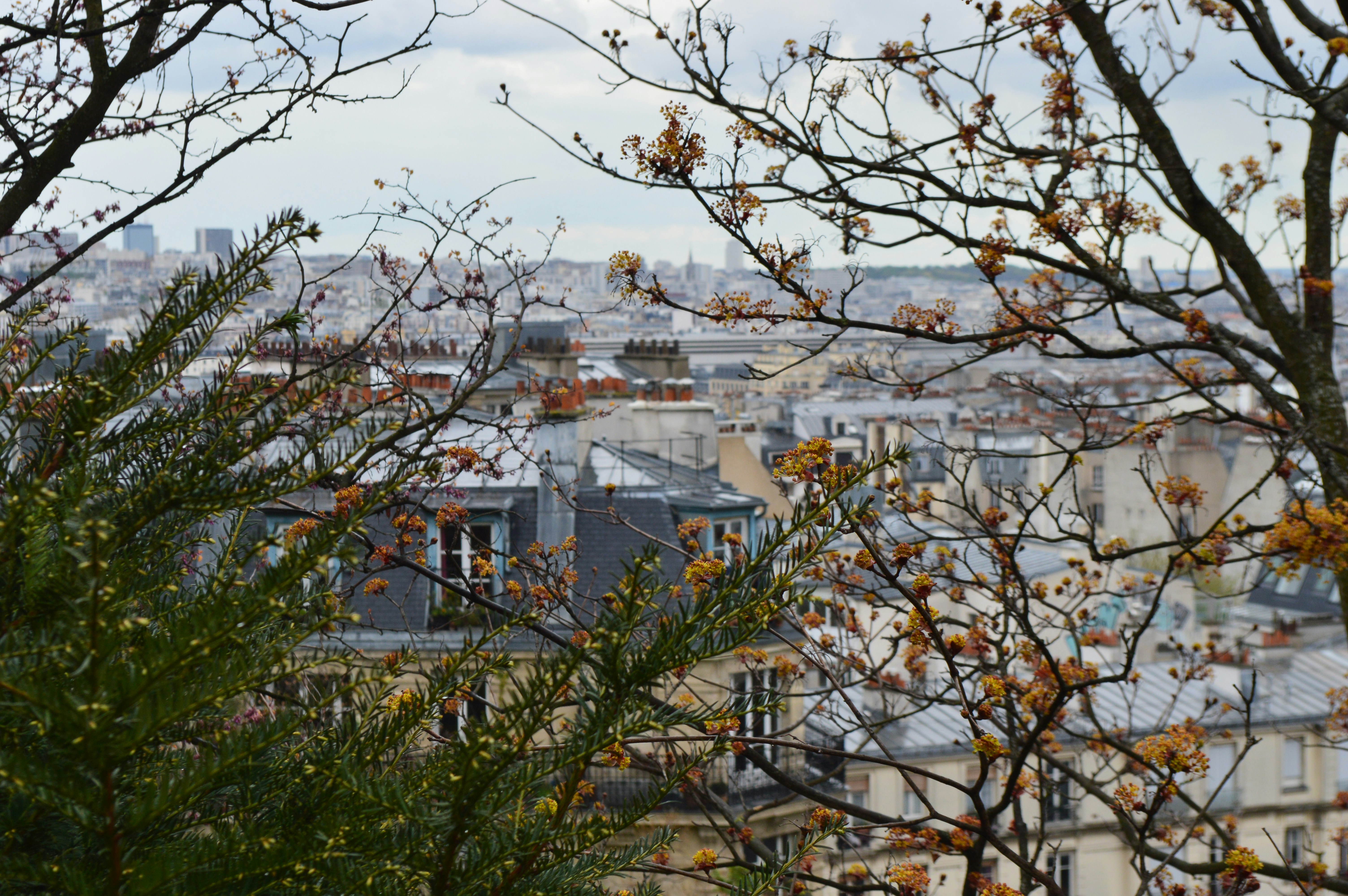 Une vue d’une ville derrière des arbres