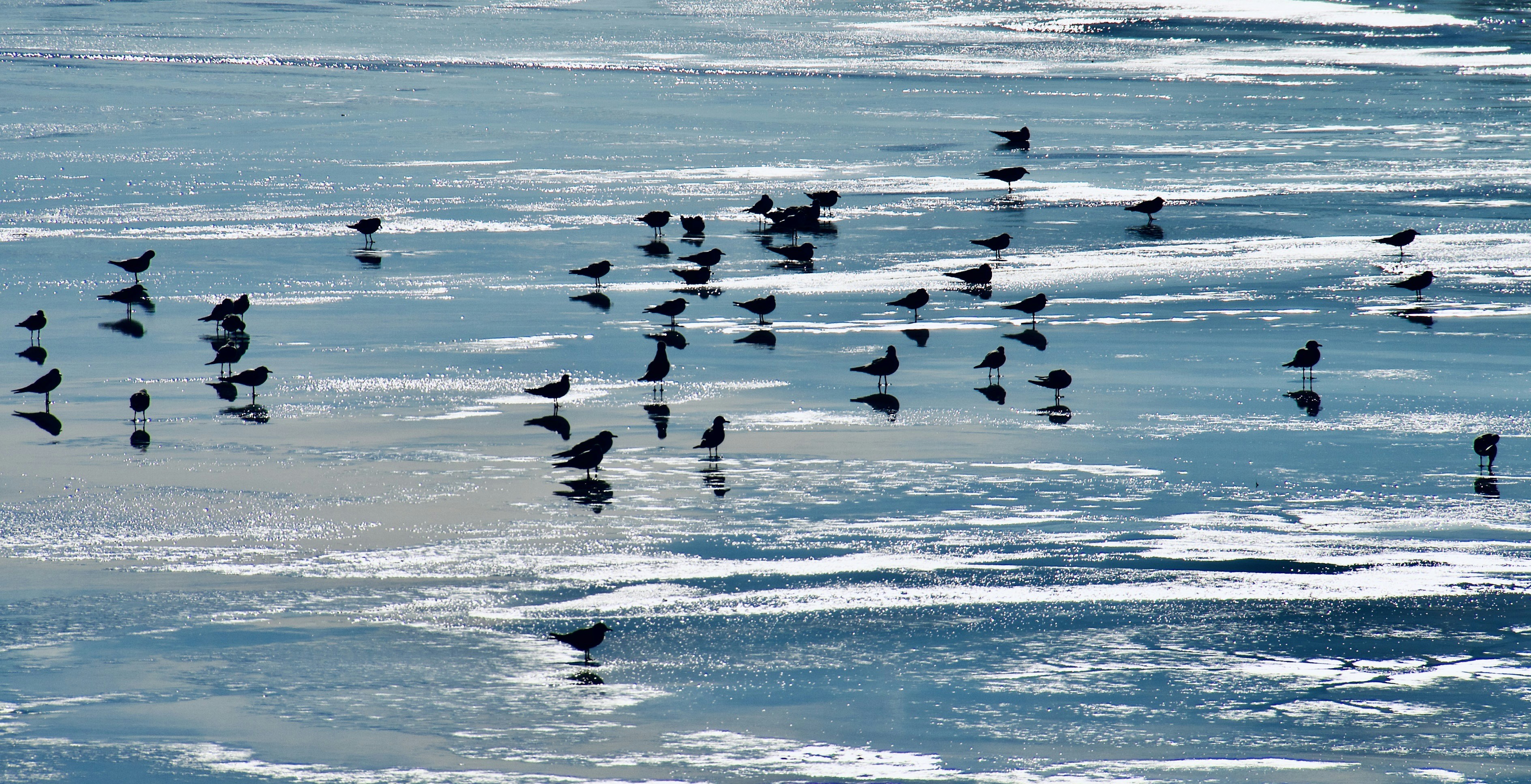 A flock of birds flying over a body of water