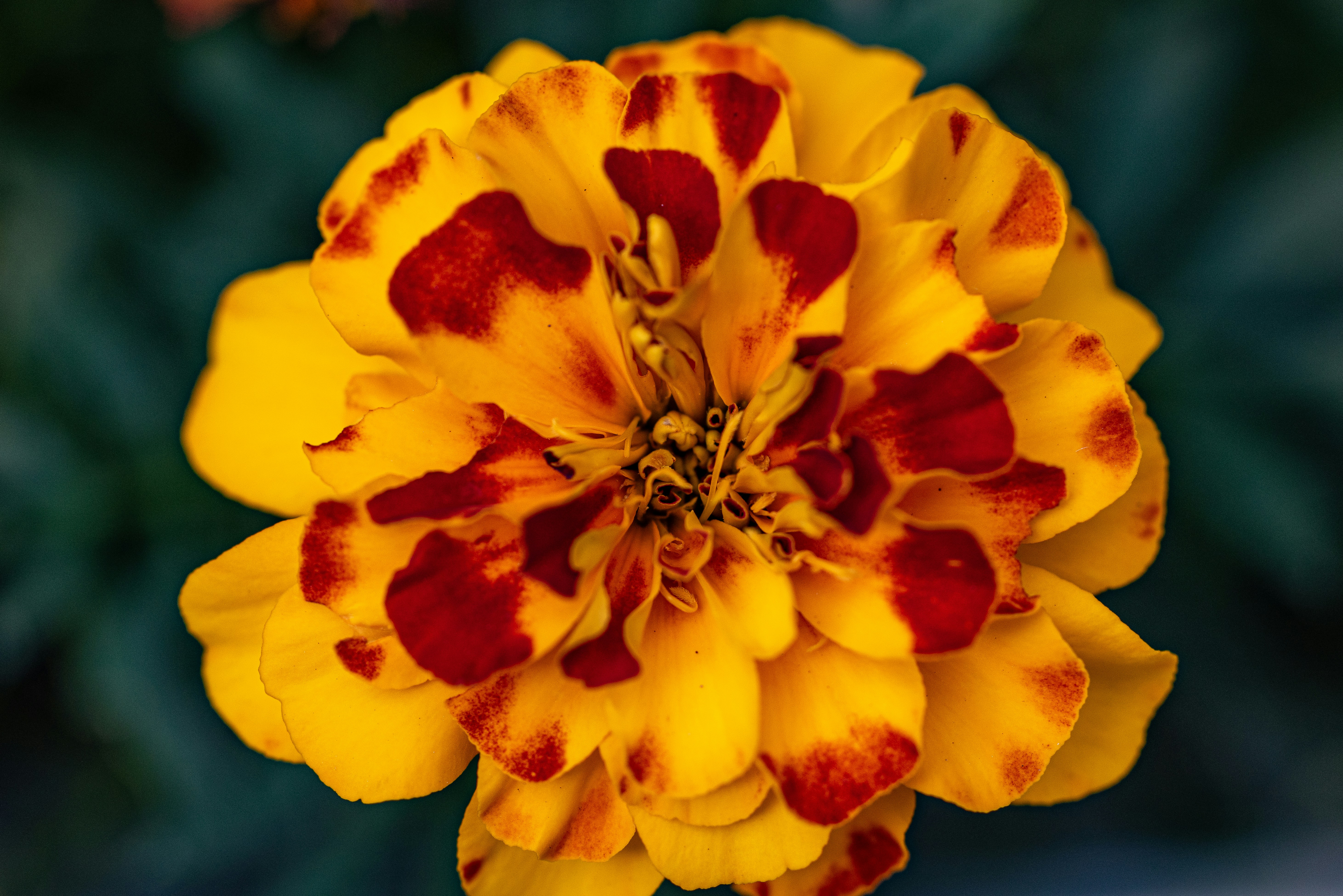 Photo by sarahjanephotography