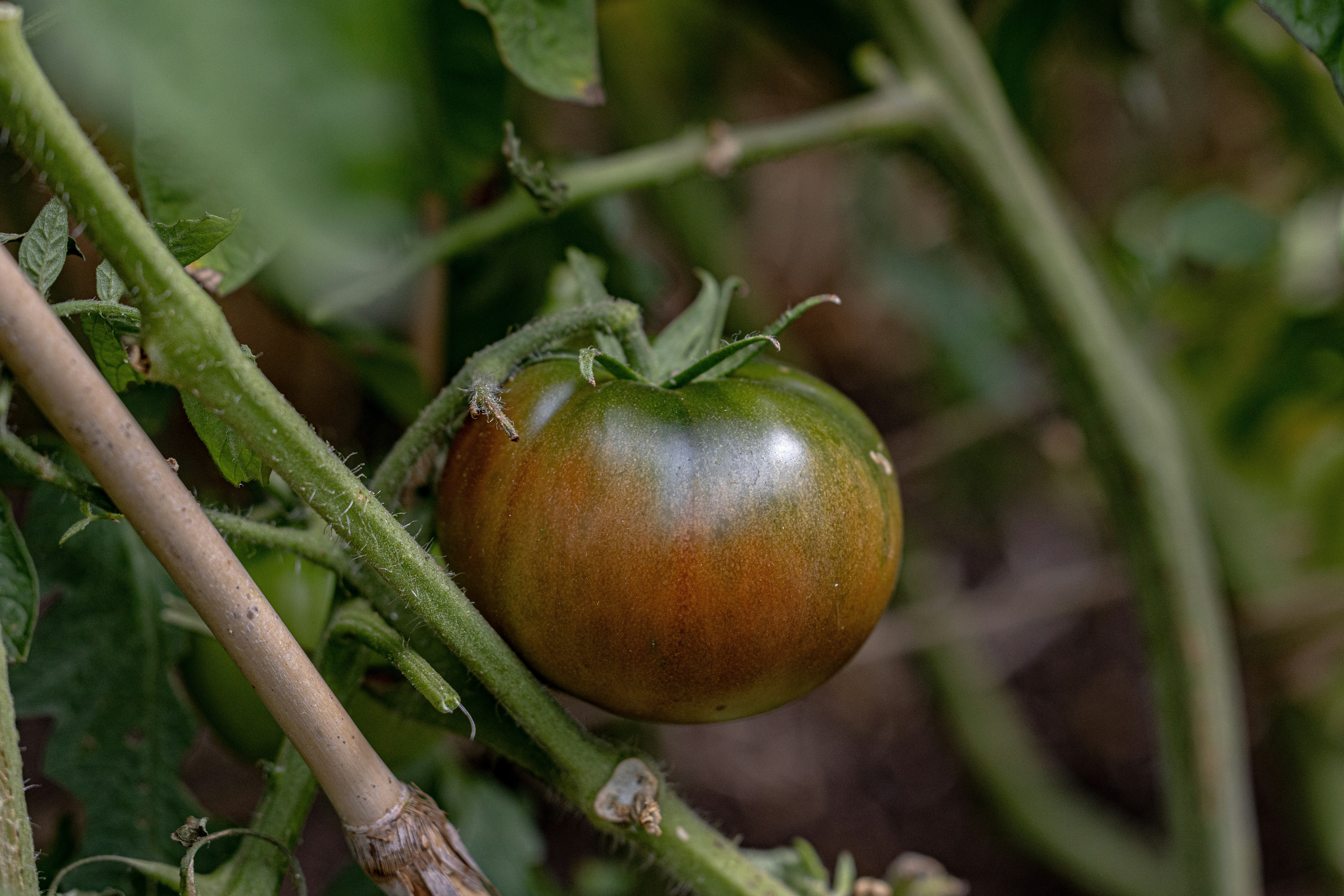 A close up of a tomato growing on a plant