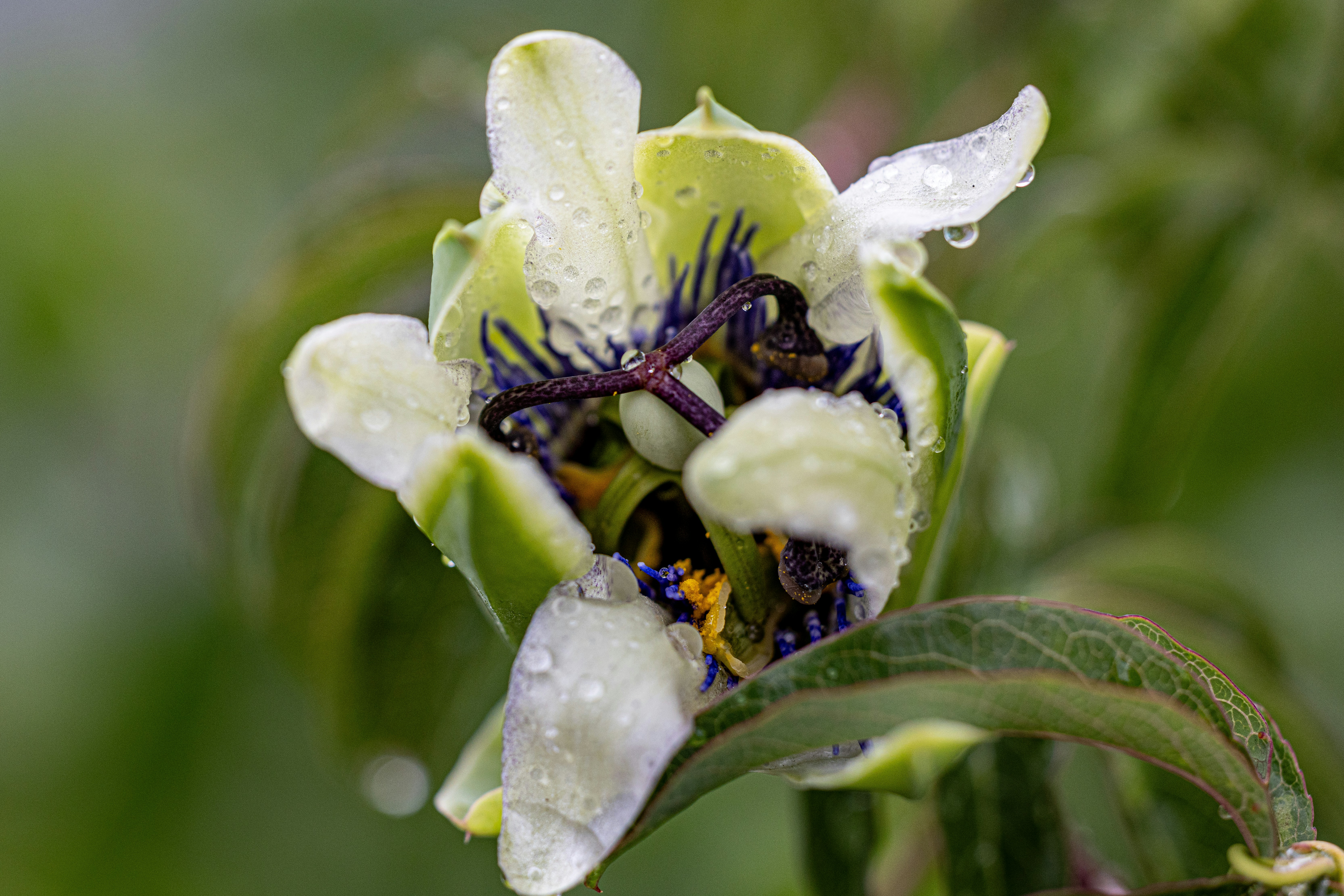A close up of a flower with water droplets on it