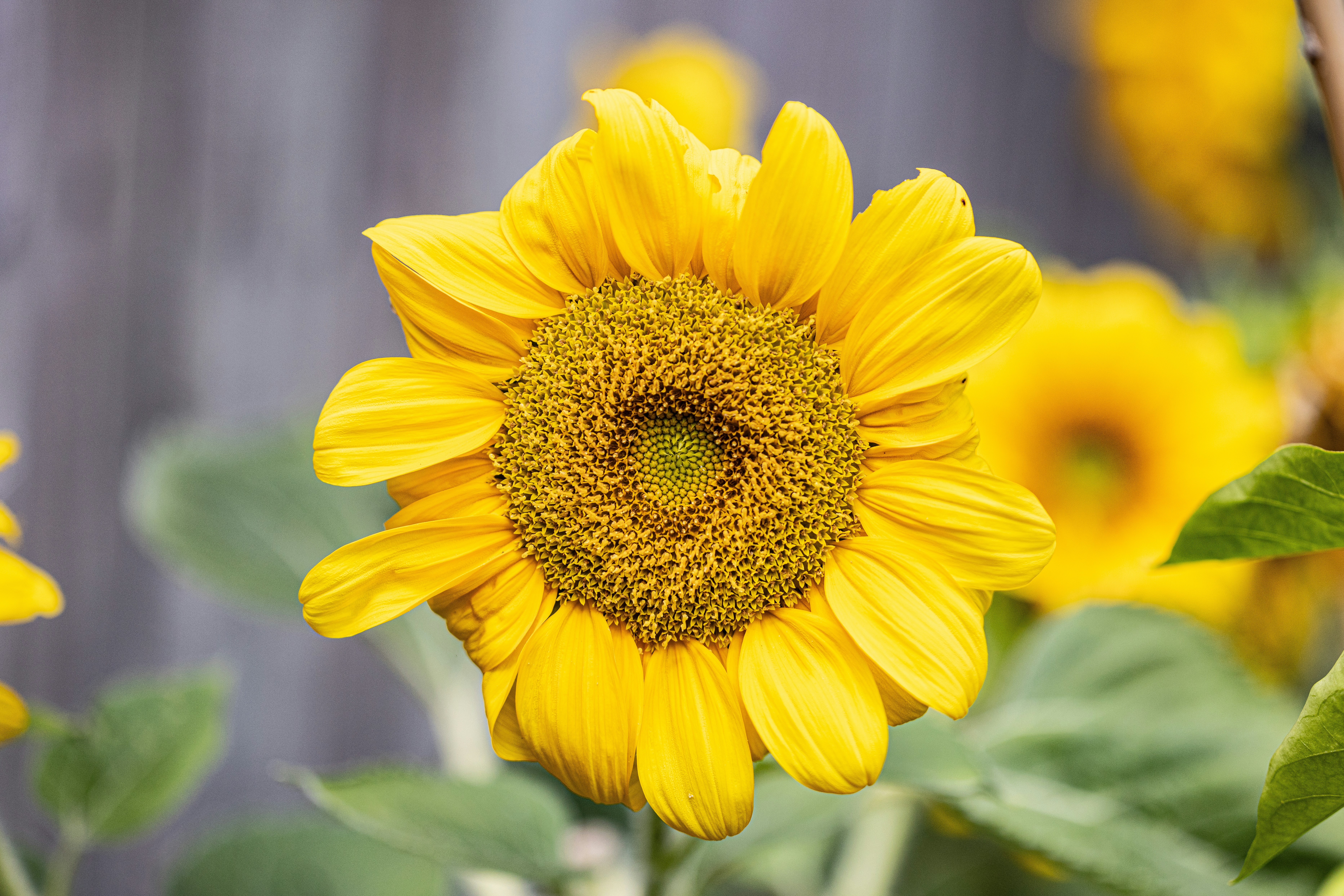 A large yellow sunflower in a garden