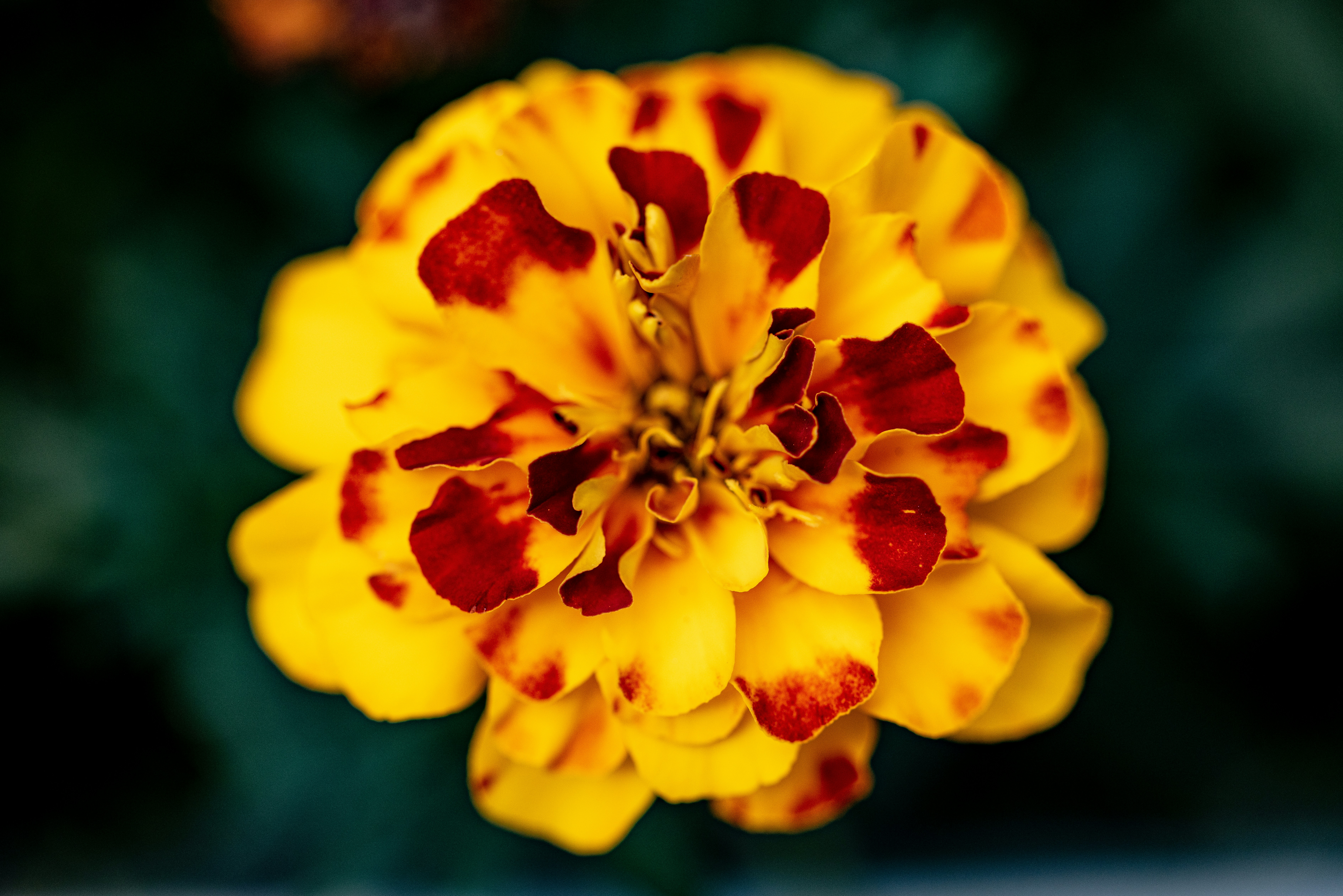 A close up of a yellow and red flower