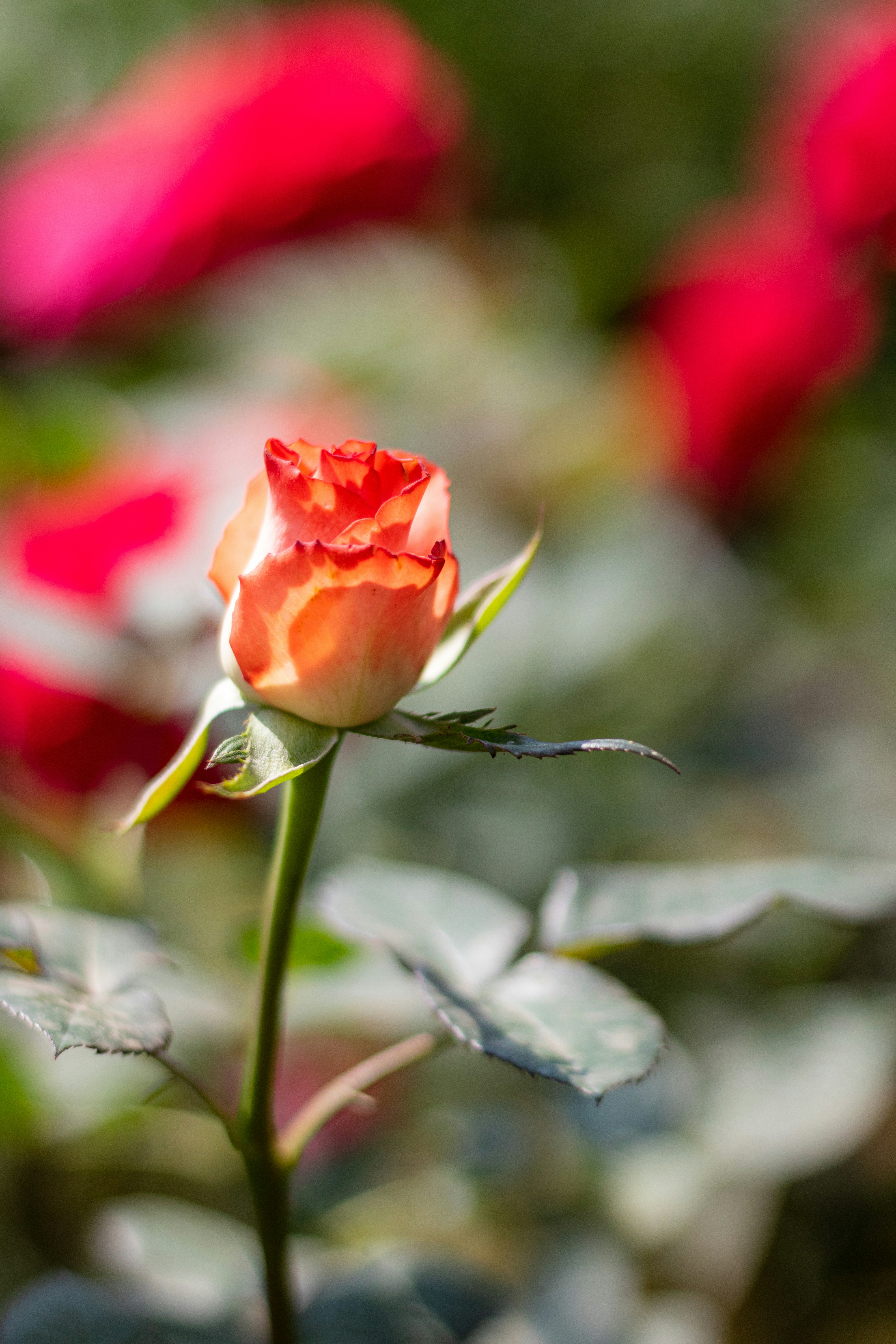 Photo by 5milliseconds