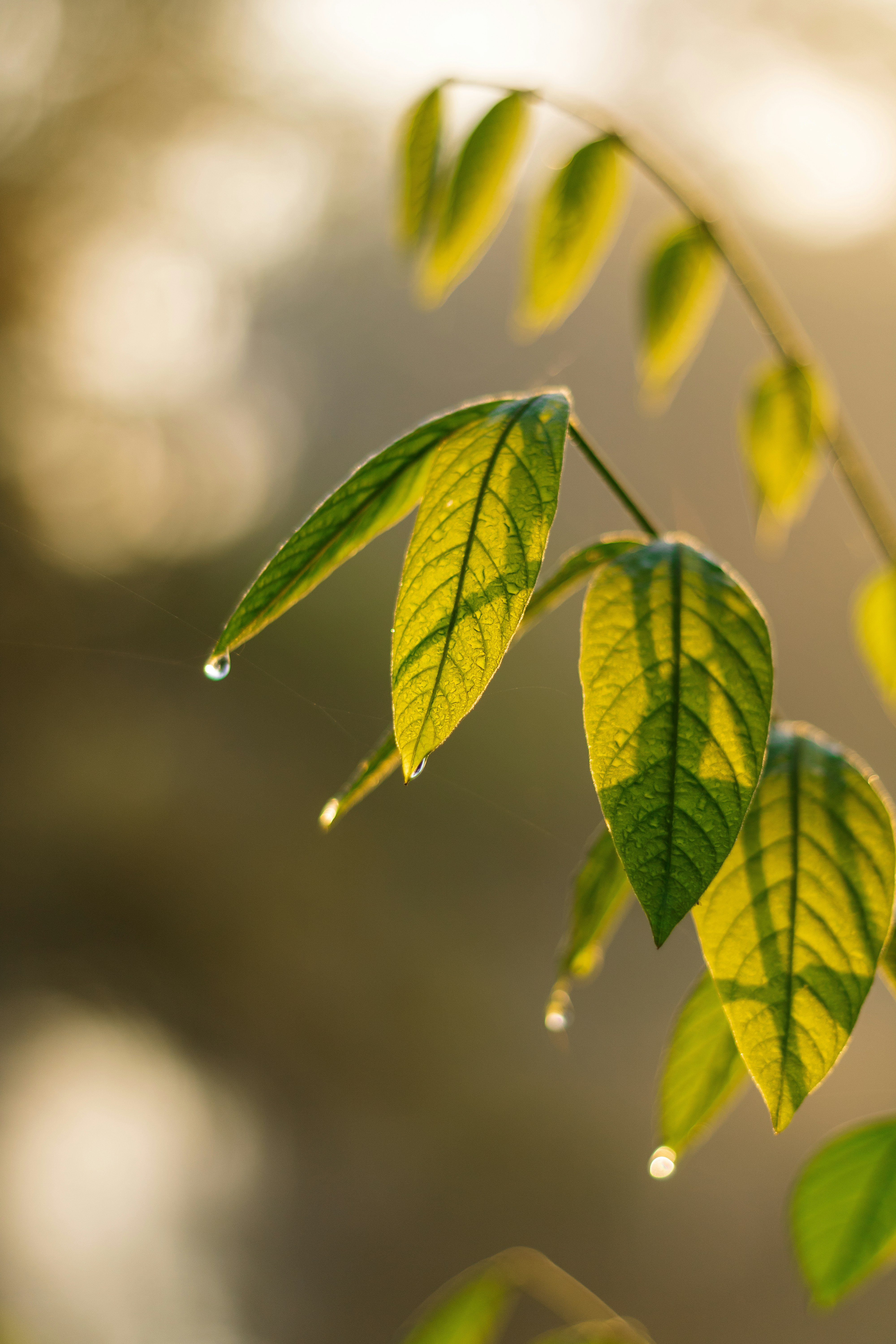 A close up of a green leaf on a branch