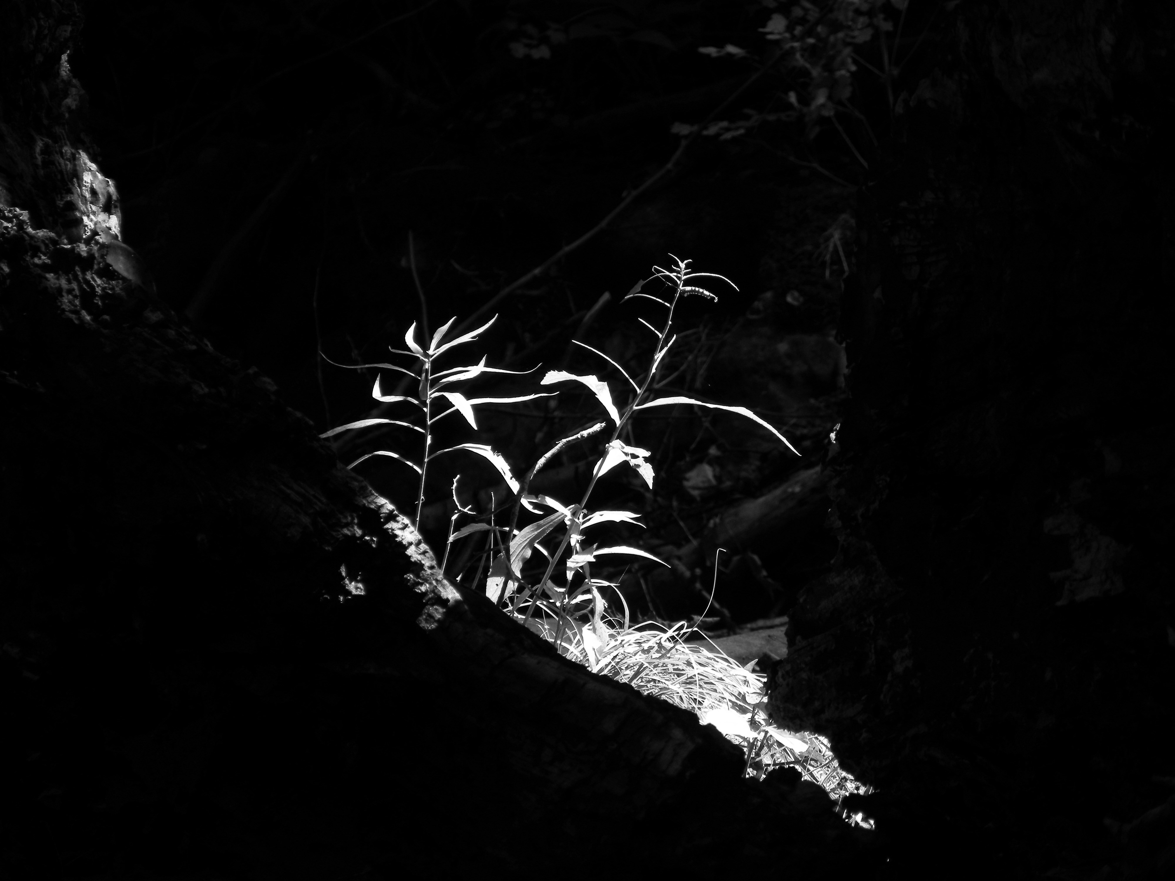 Photo by dunigan