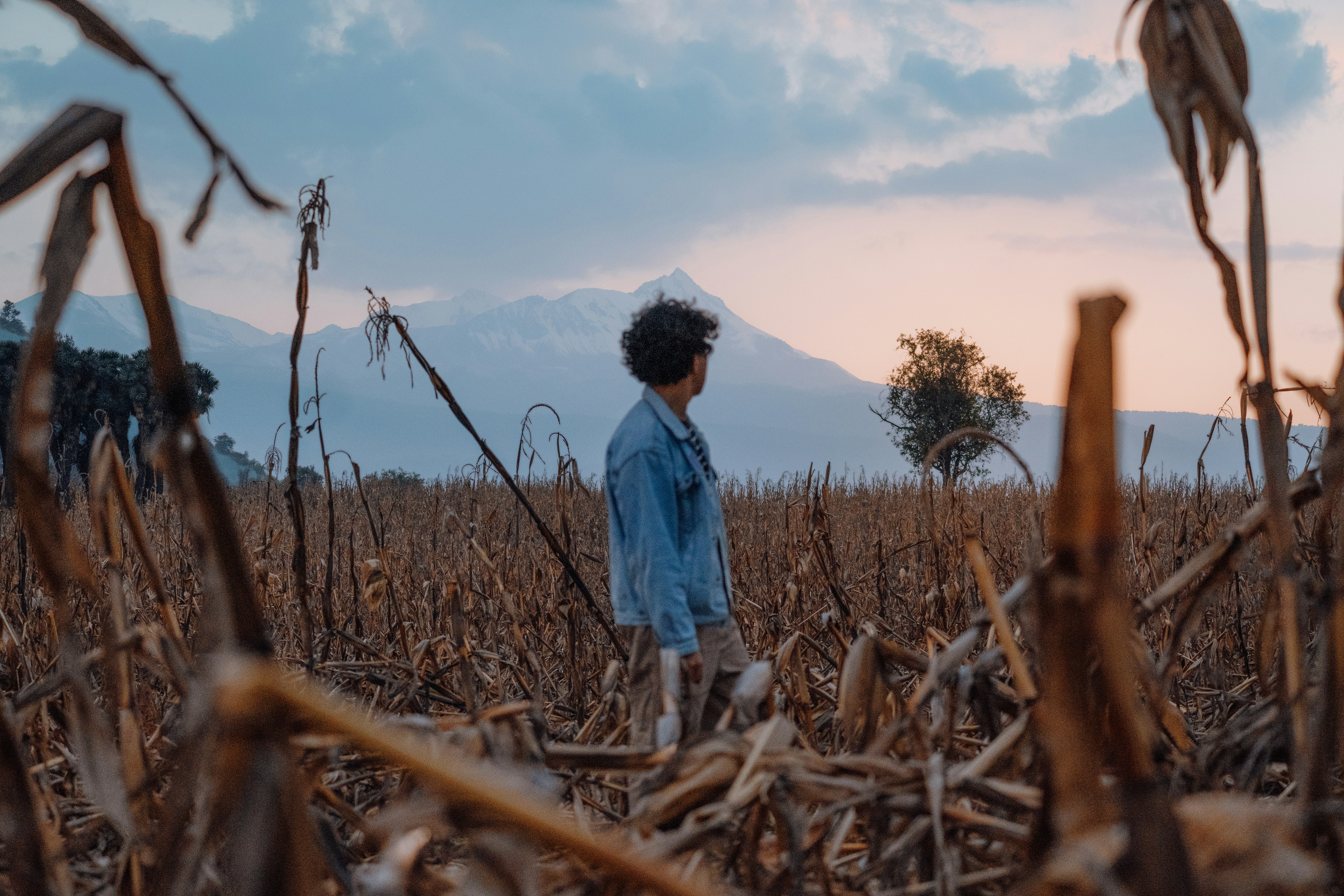 옥수수 밭에 서 있는 어린 소년