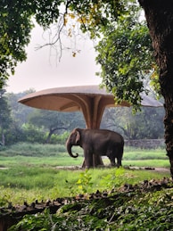 An elephant standing under an umbrella in a field