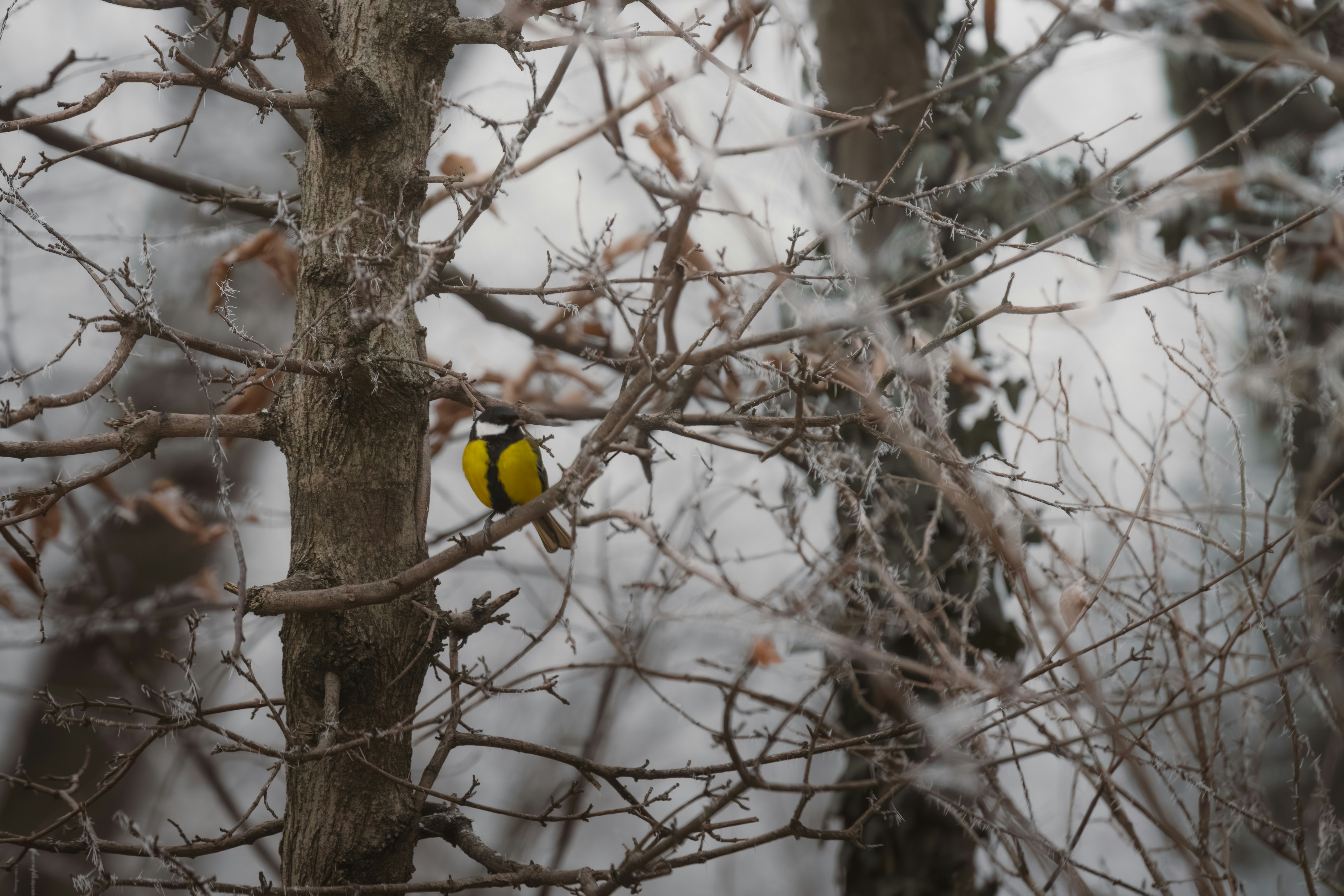 Photo by ahmetyuksek