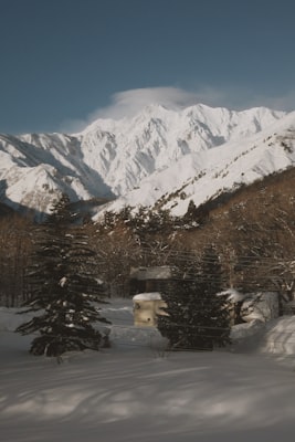 Deep powder snow on a tree-lined mountainside