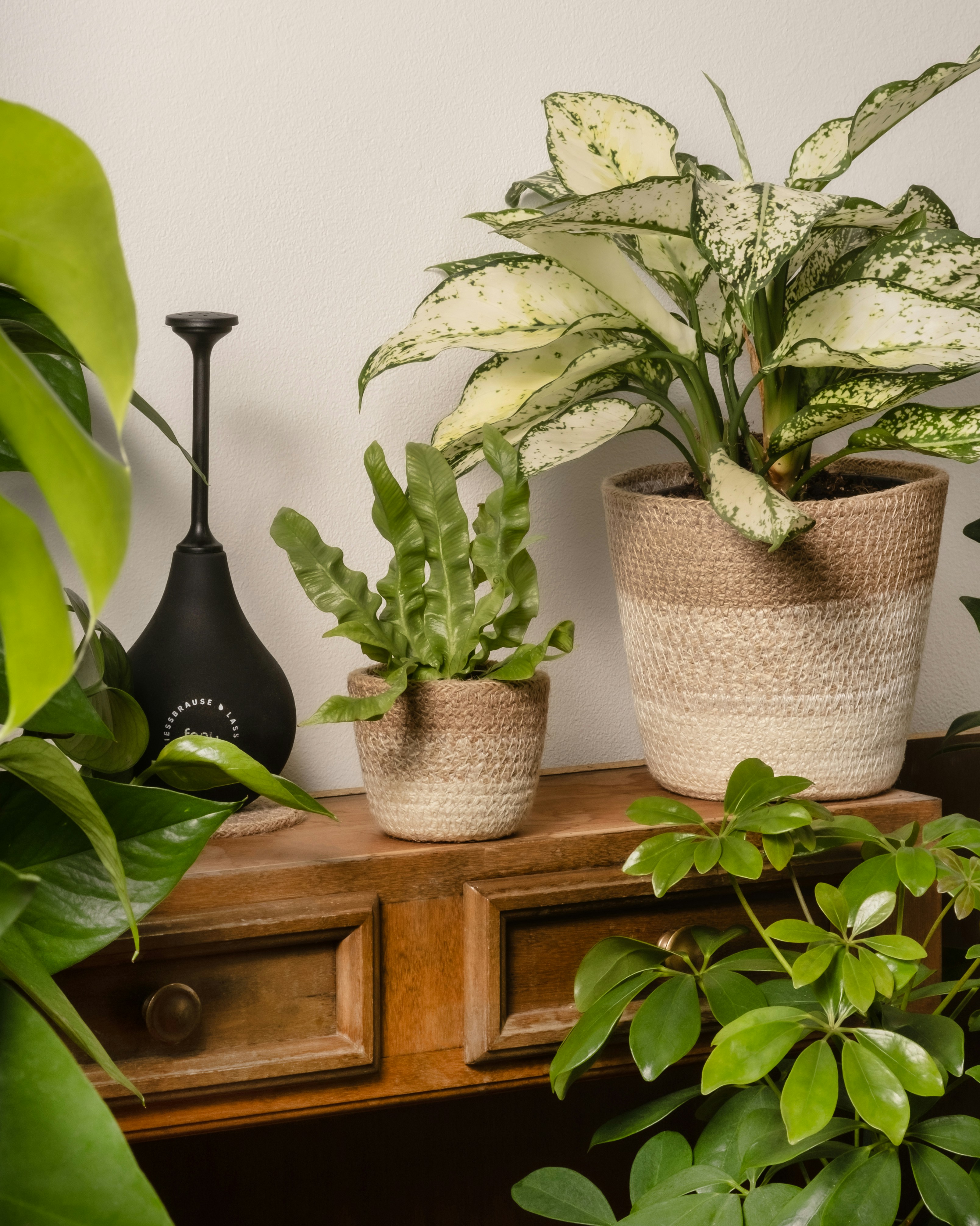 Photo by feeypflanzen