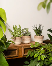 A row of potted plants sitting on top of a wooden table