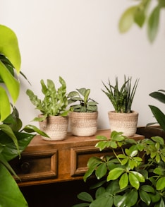 A row of potted plants sitting on top of a wooden table