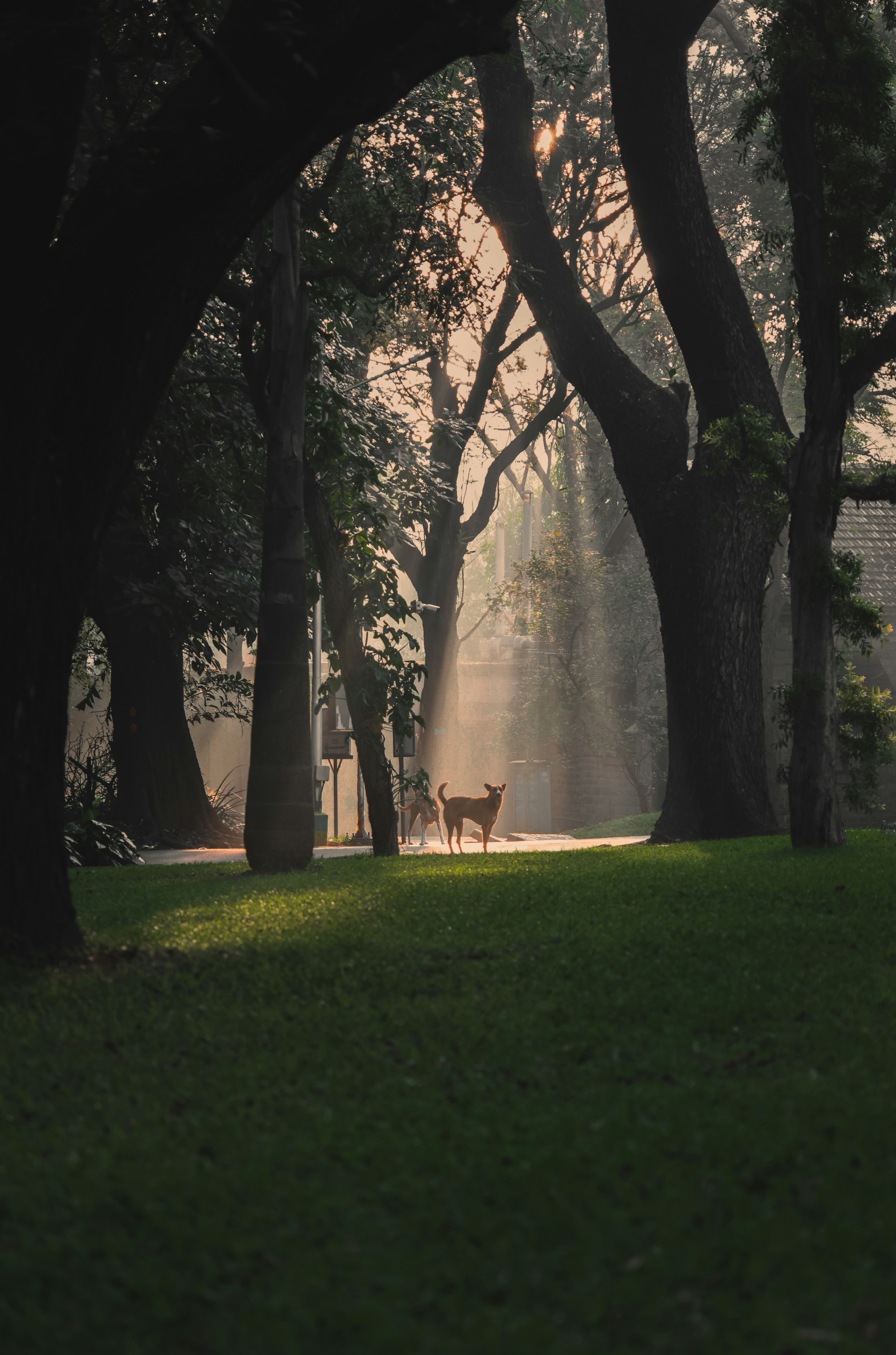 A deer standing in the middle of a forest