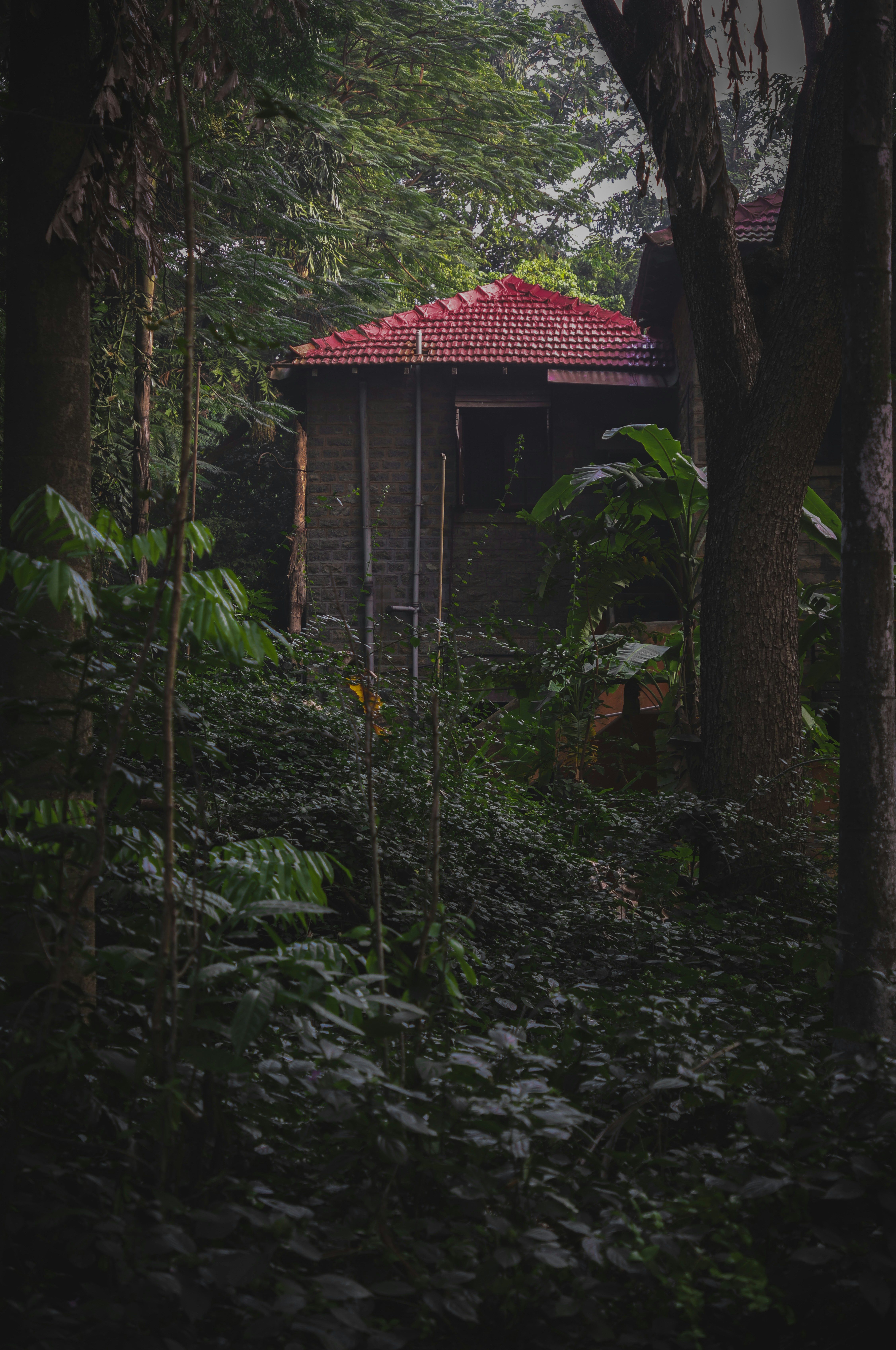 A small building in the middle of a forest