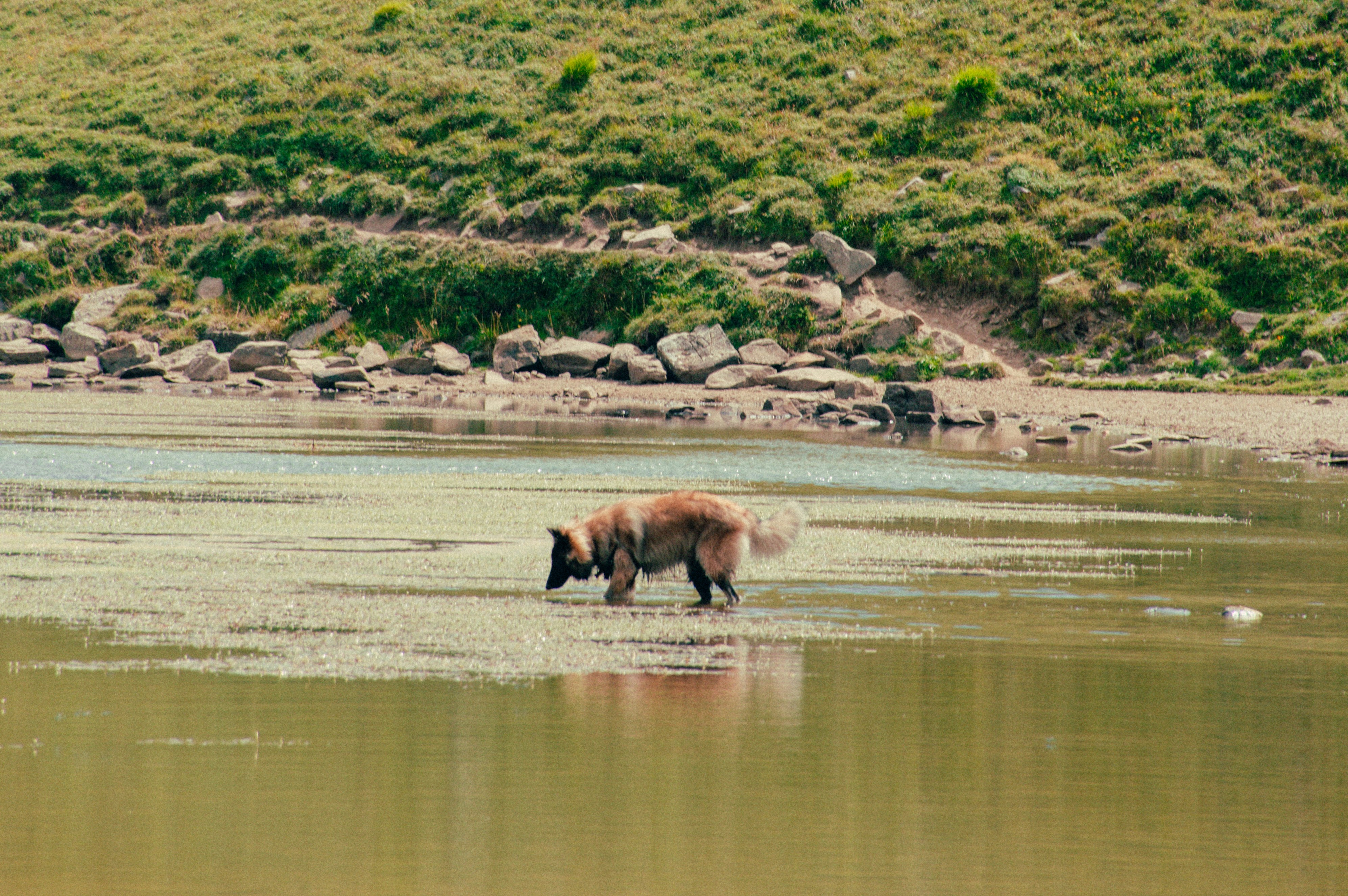 Photo by lorenzosardelli