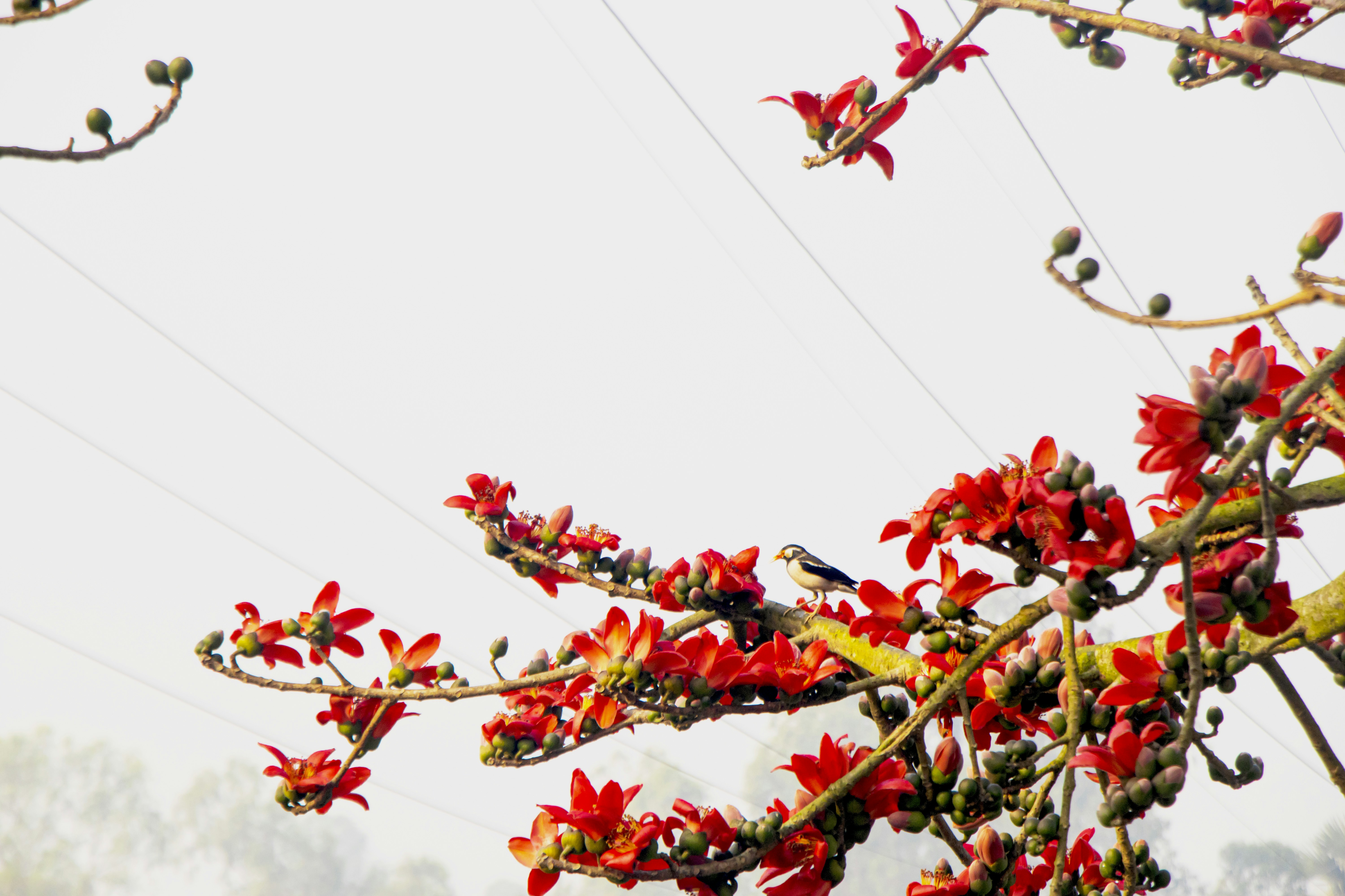 Tree with red flowers