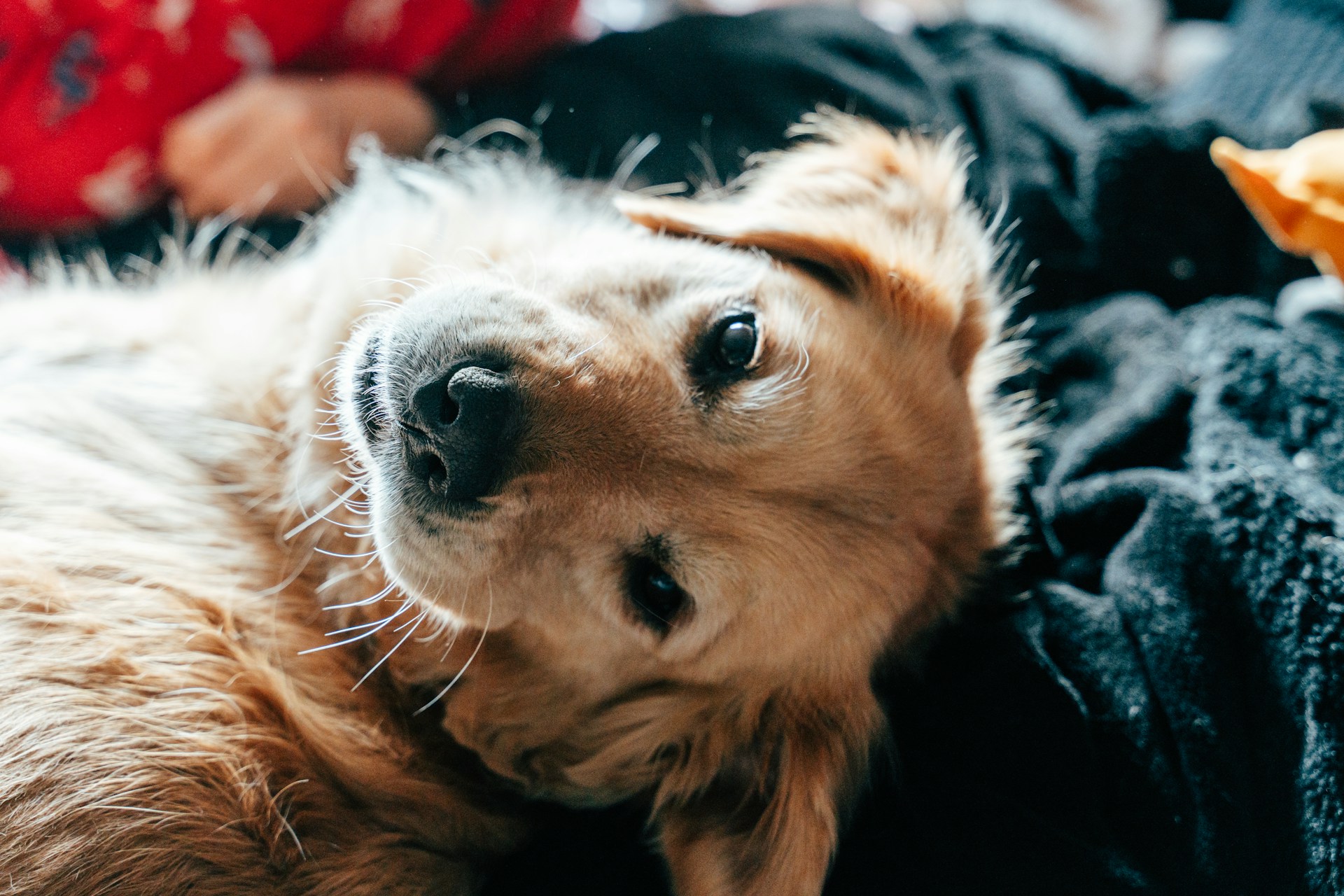A dog is laying down on a blanket