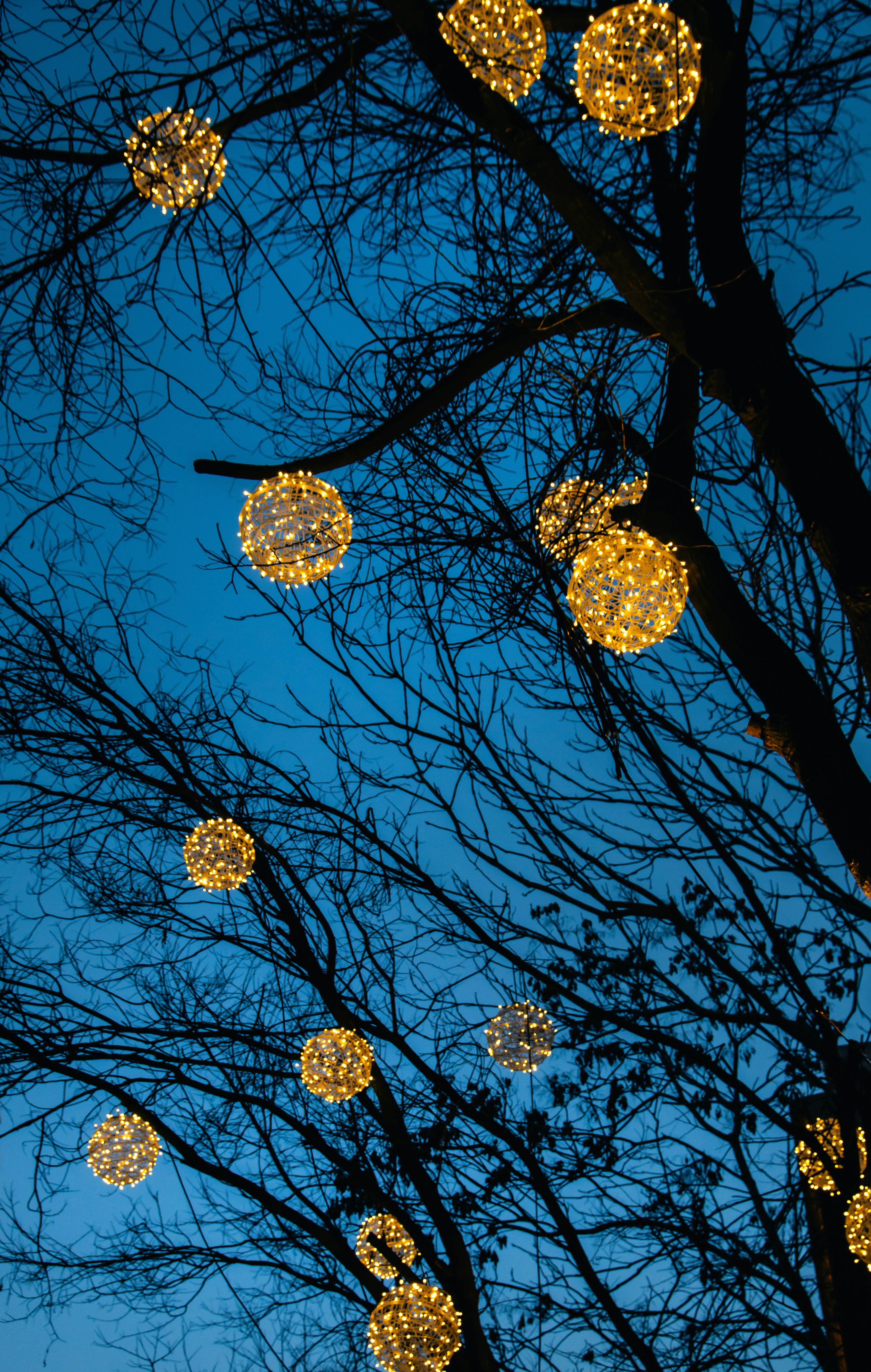 조명이 많이 매달려 있는 나무