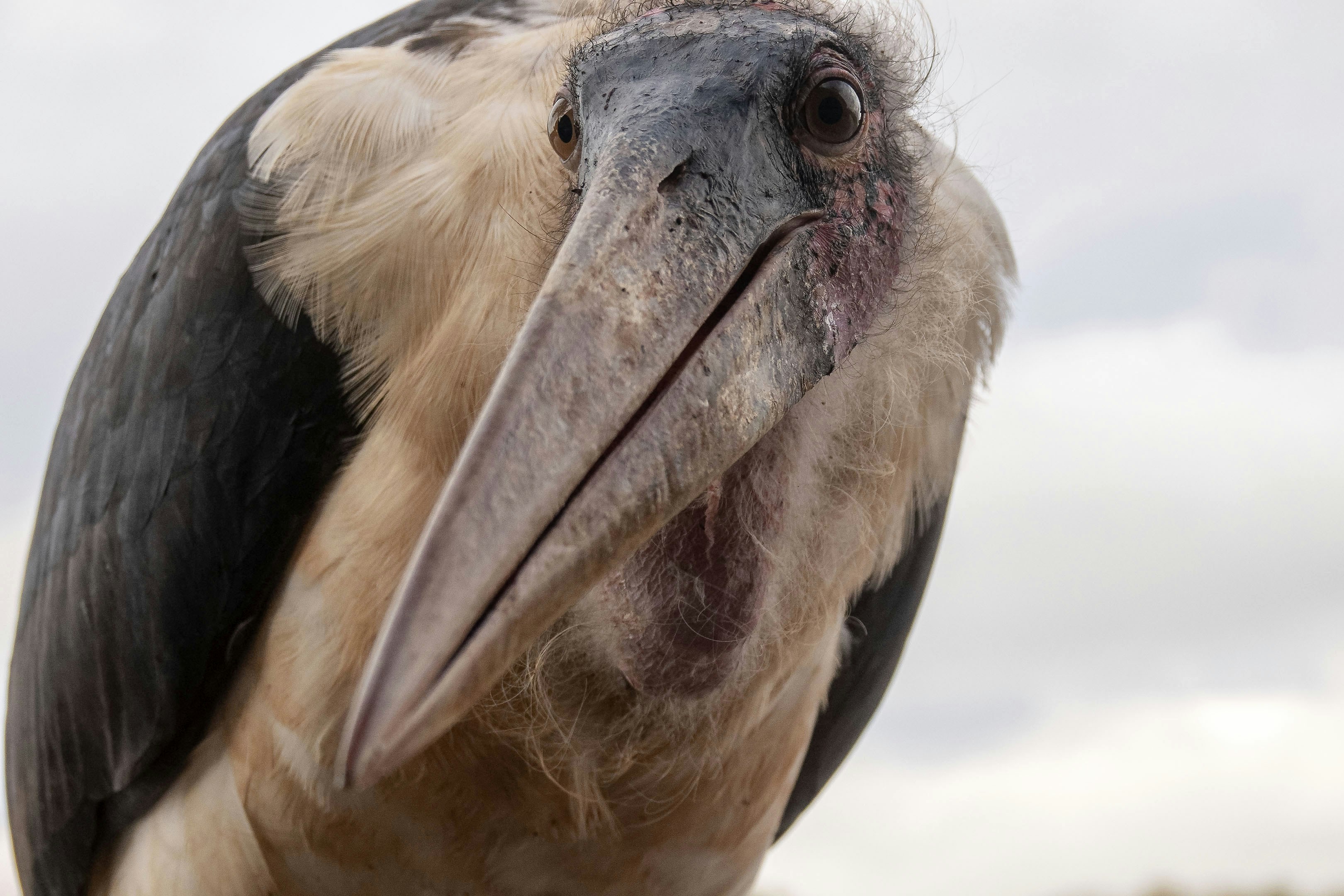 A close up of a bird with a sky background