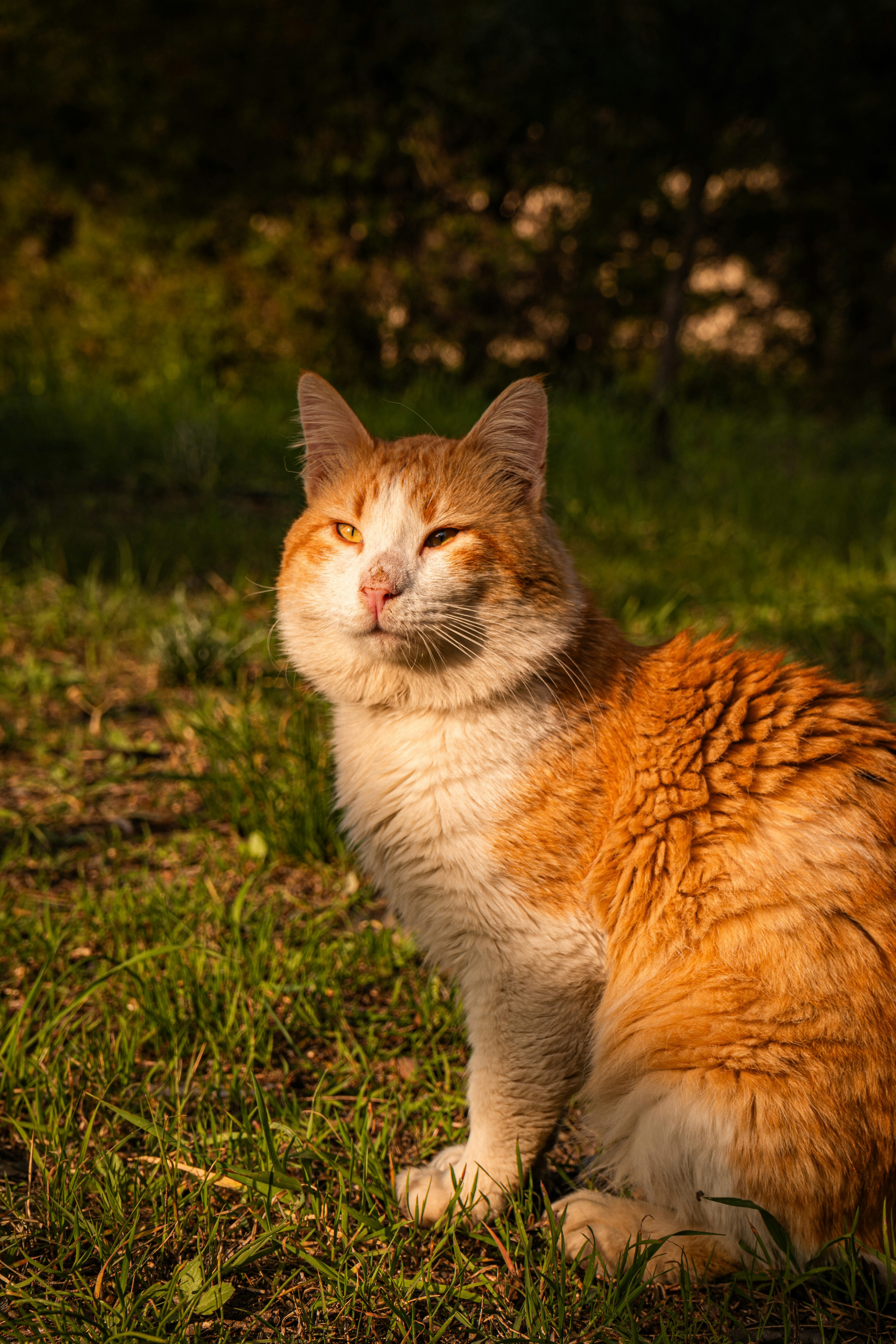 Reduced Hiding and Shyness (image credits: unsplash)