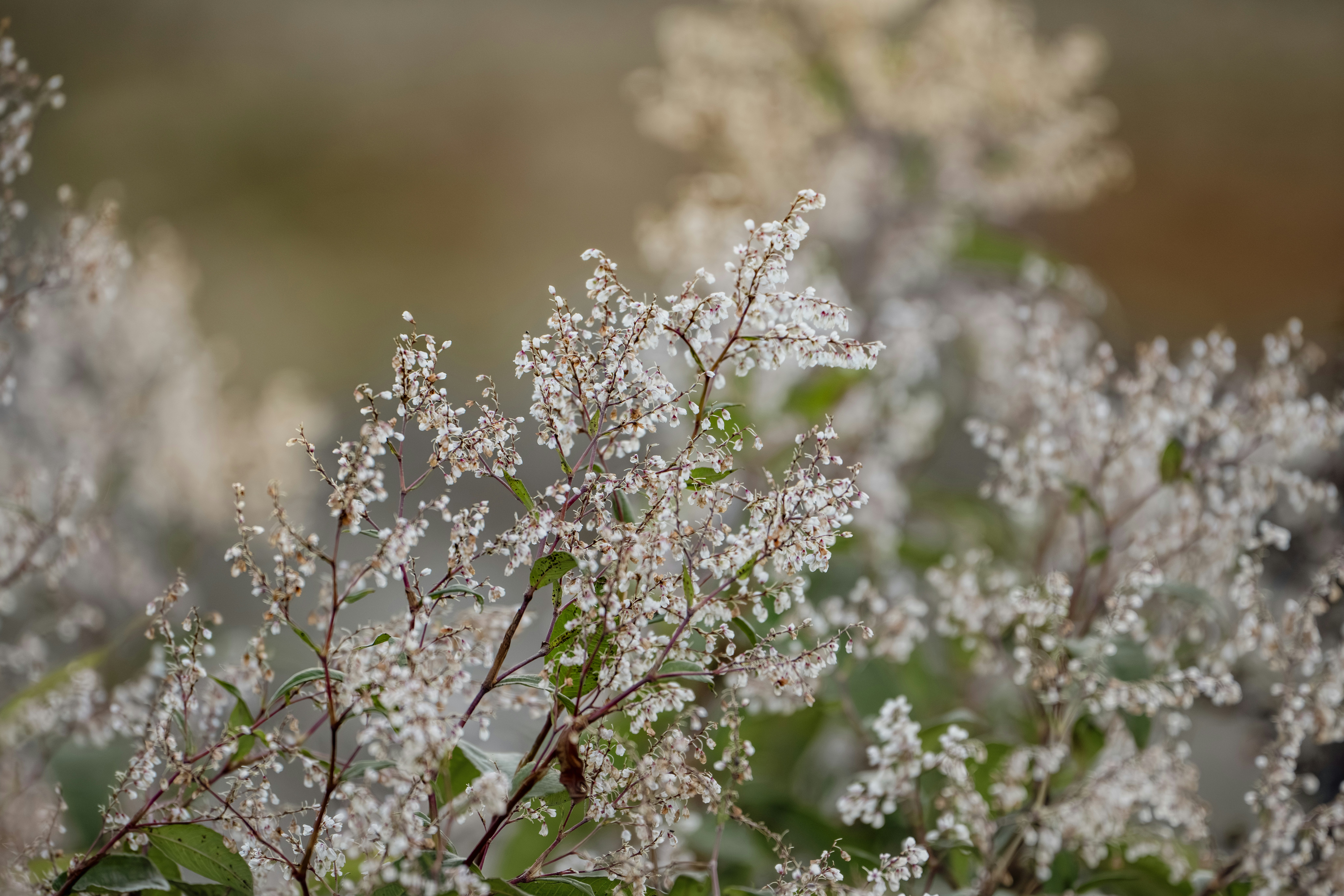 Photo by anubhavsonker