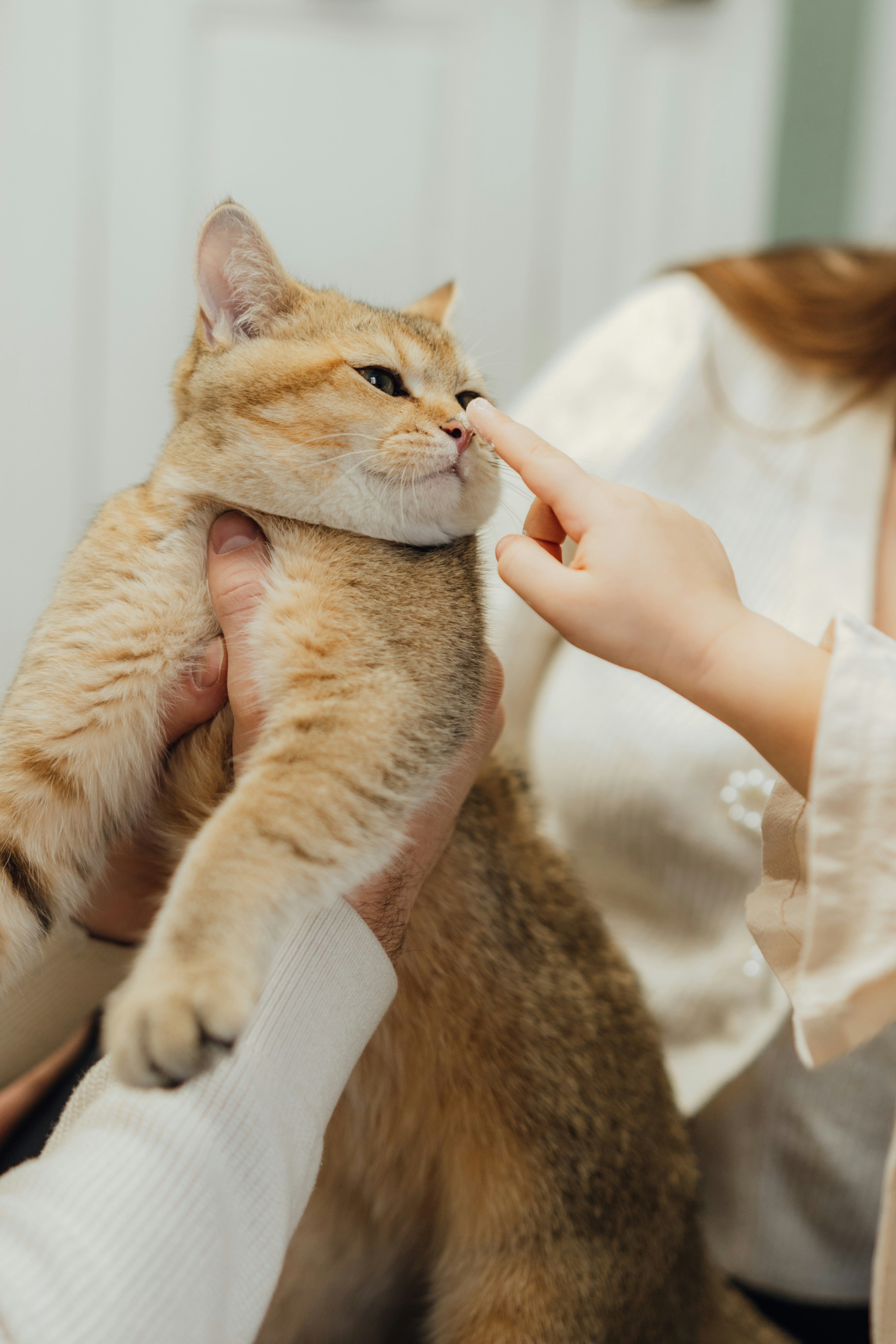 Therapeutic Applications in Modern Medicine (image credits: unsplash)