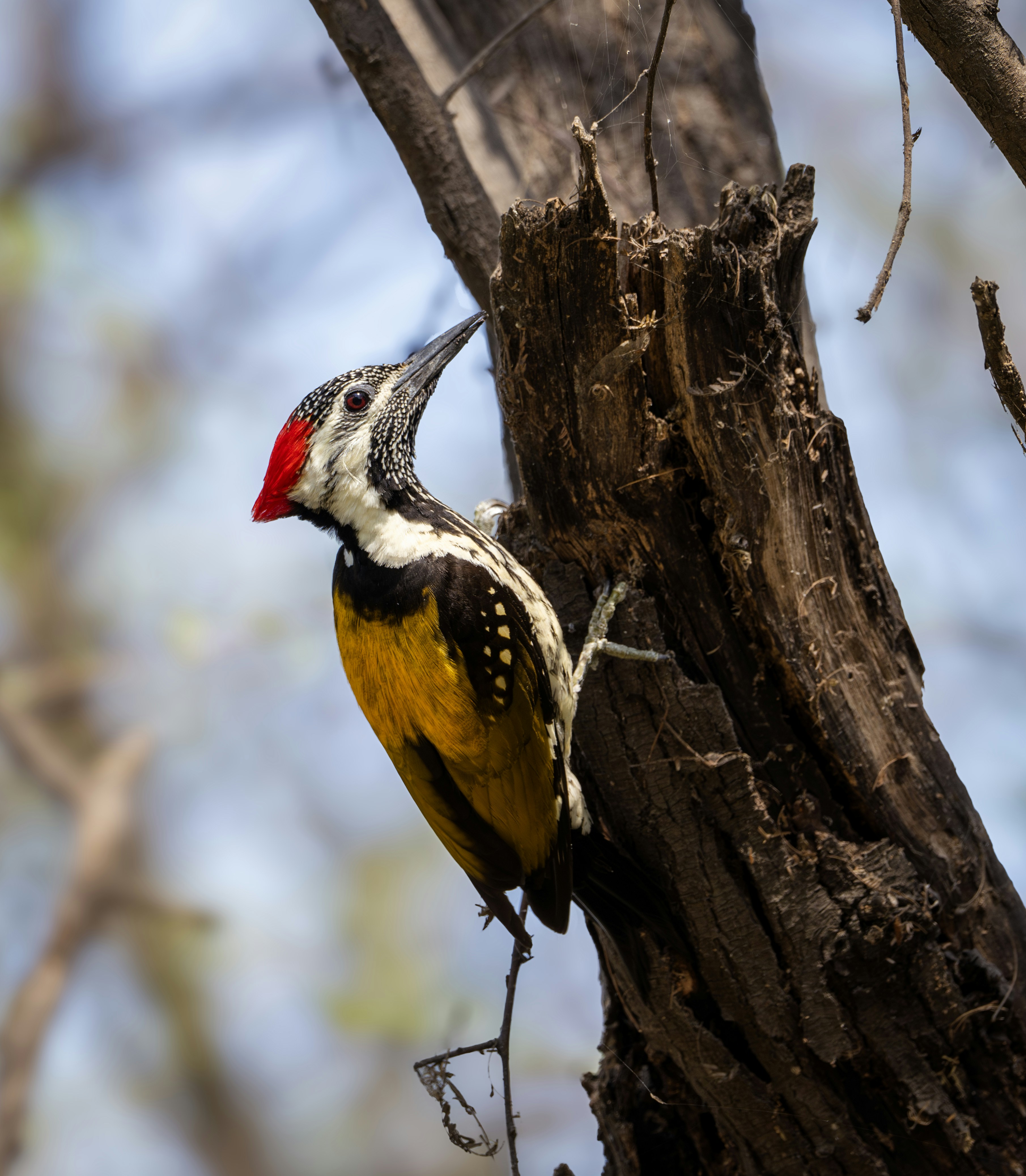 Photo by anubhavsonker