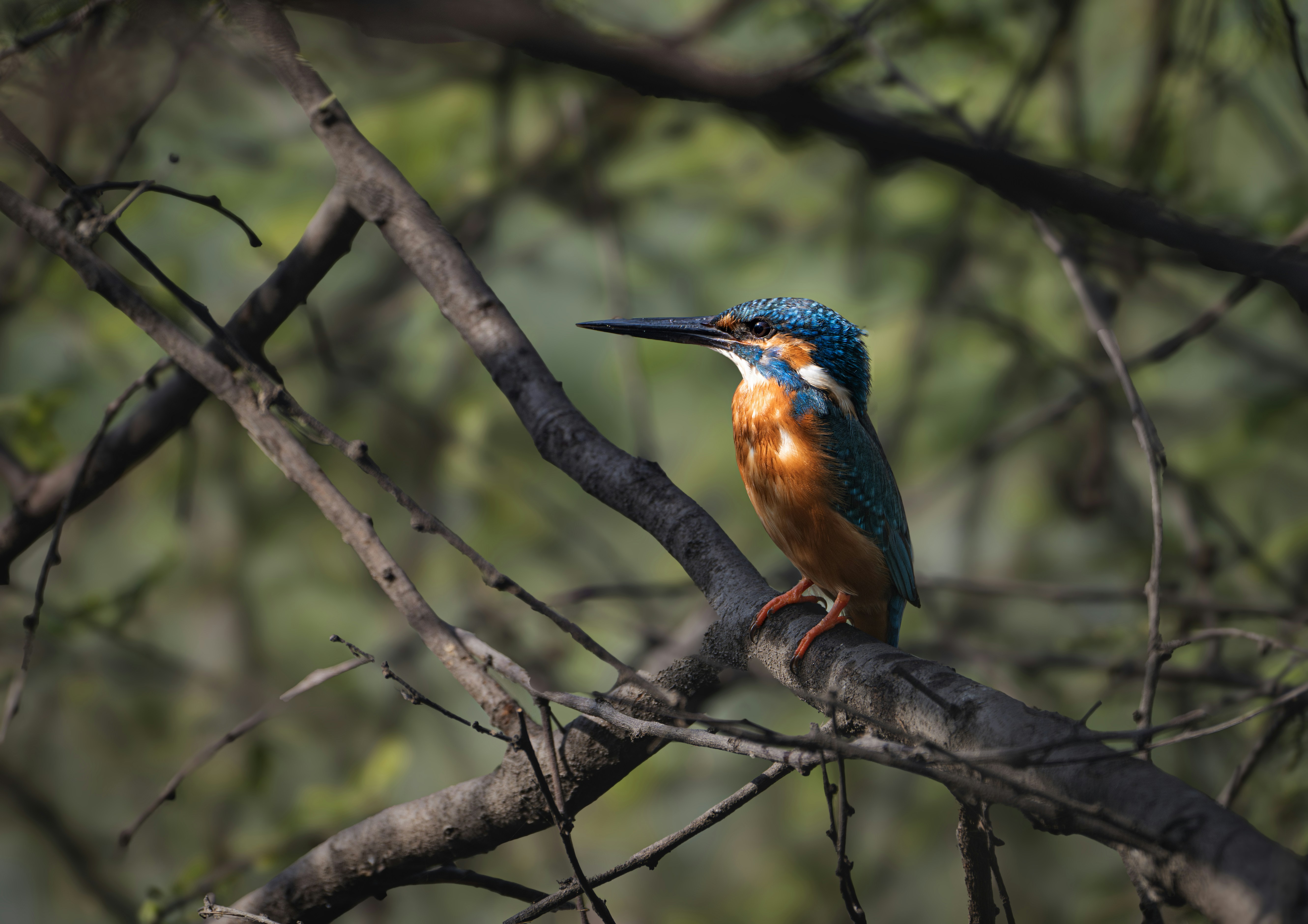 Photo by anubhavsonker