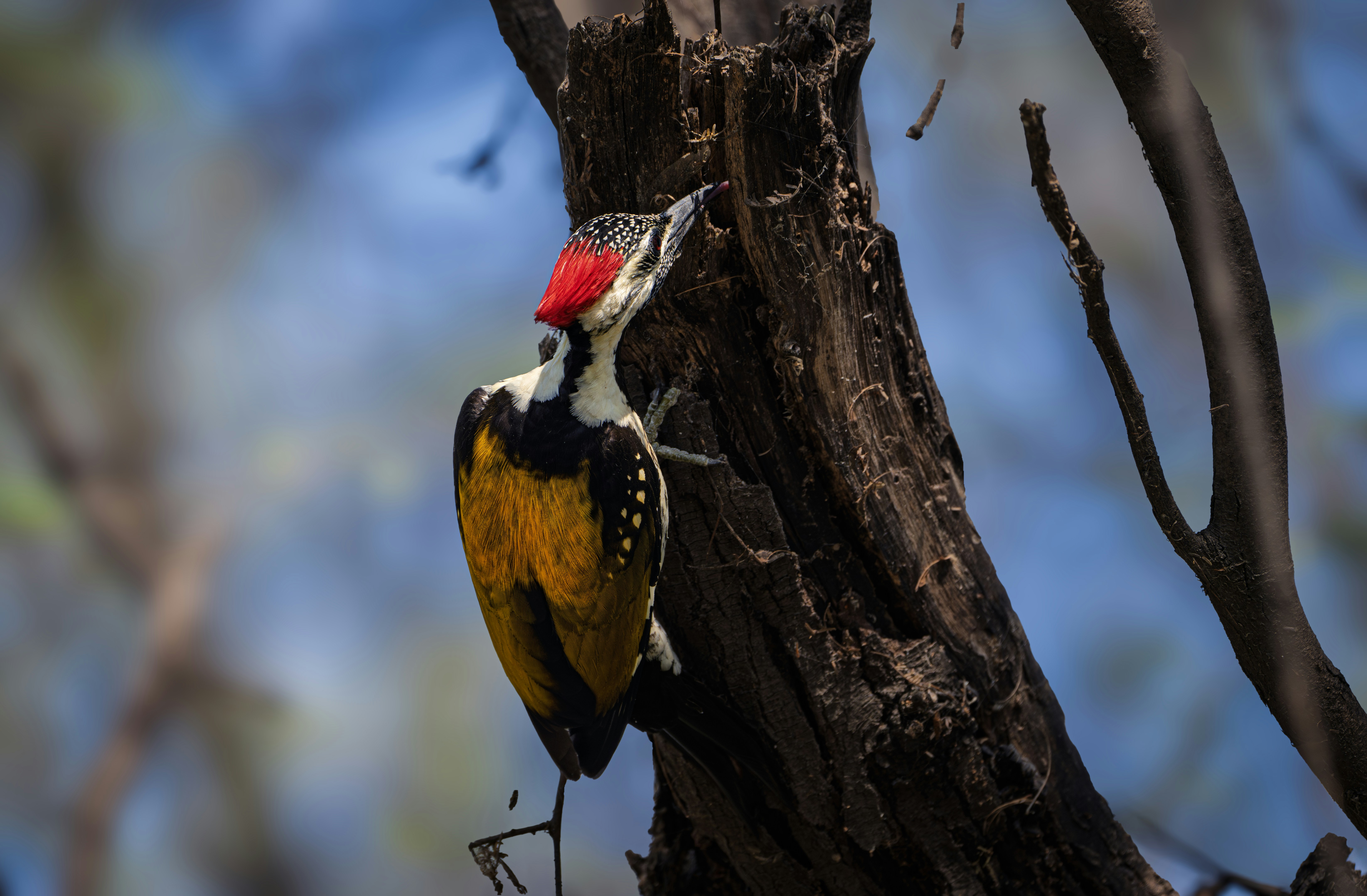 Photo by anubhavsonker