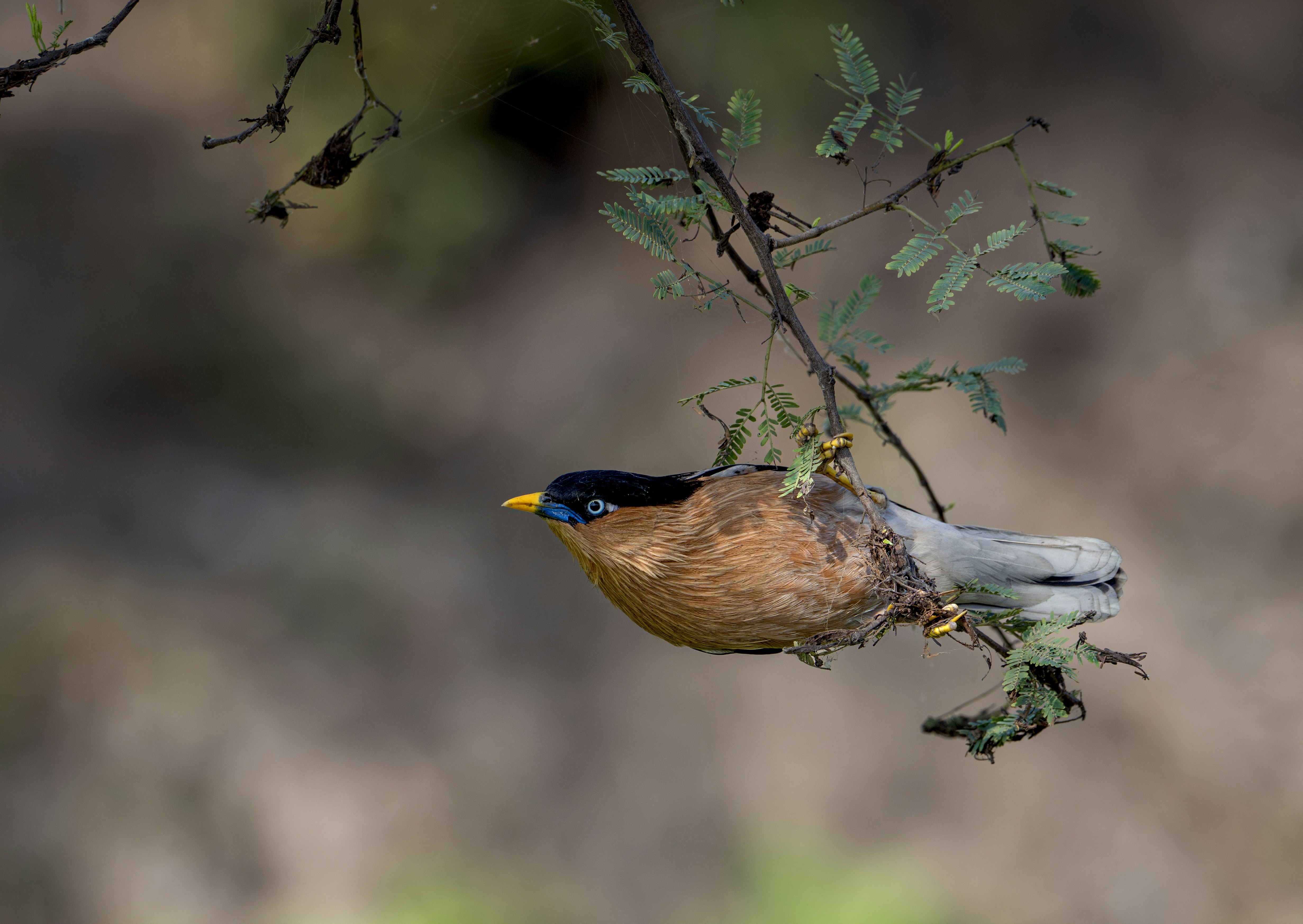 Photo by anubhavsonker