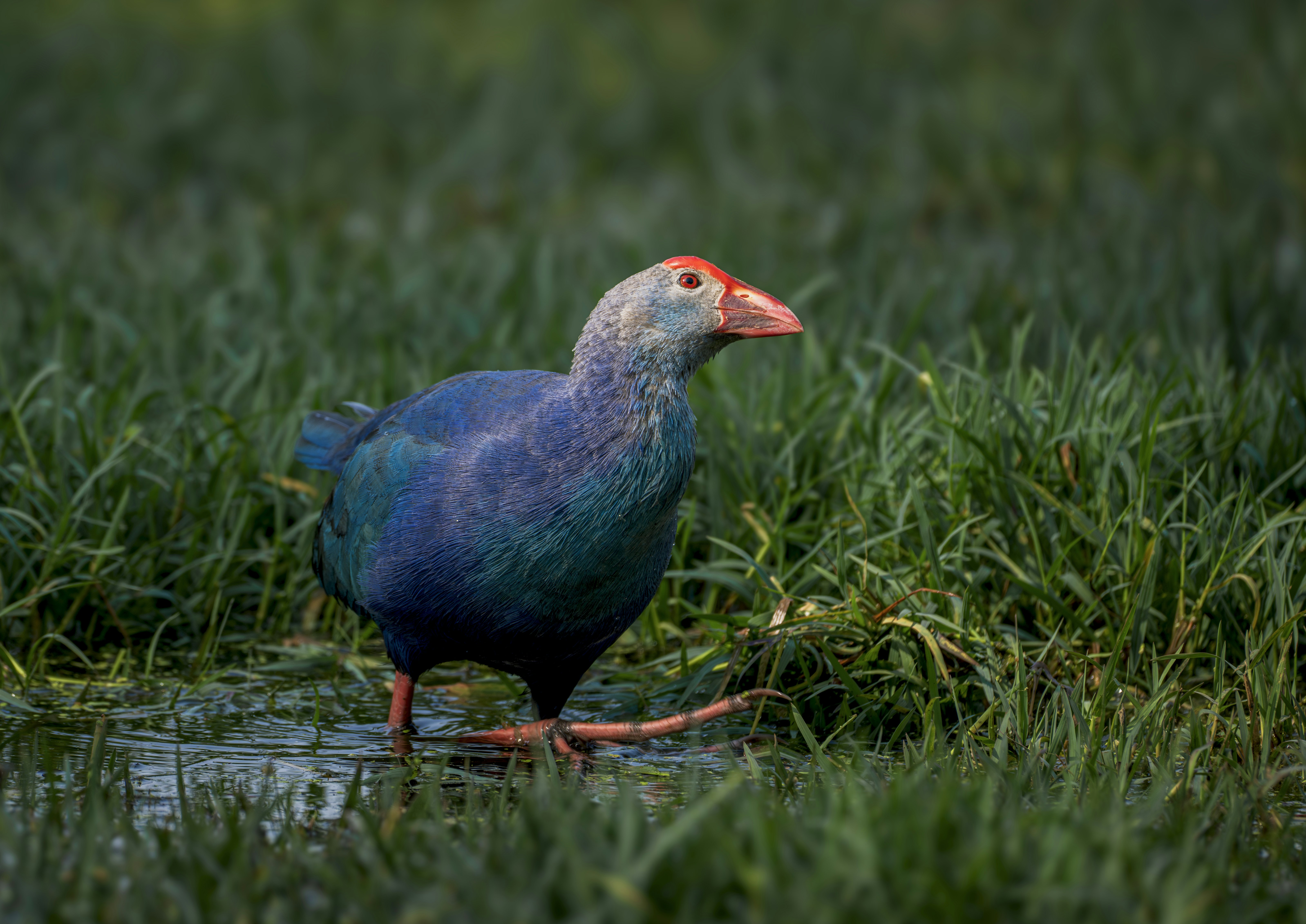 Photo by anubhavsonker