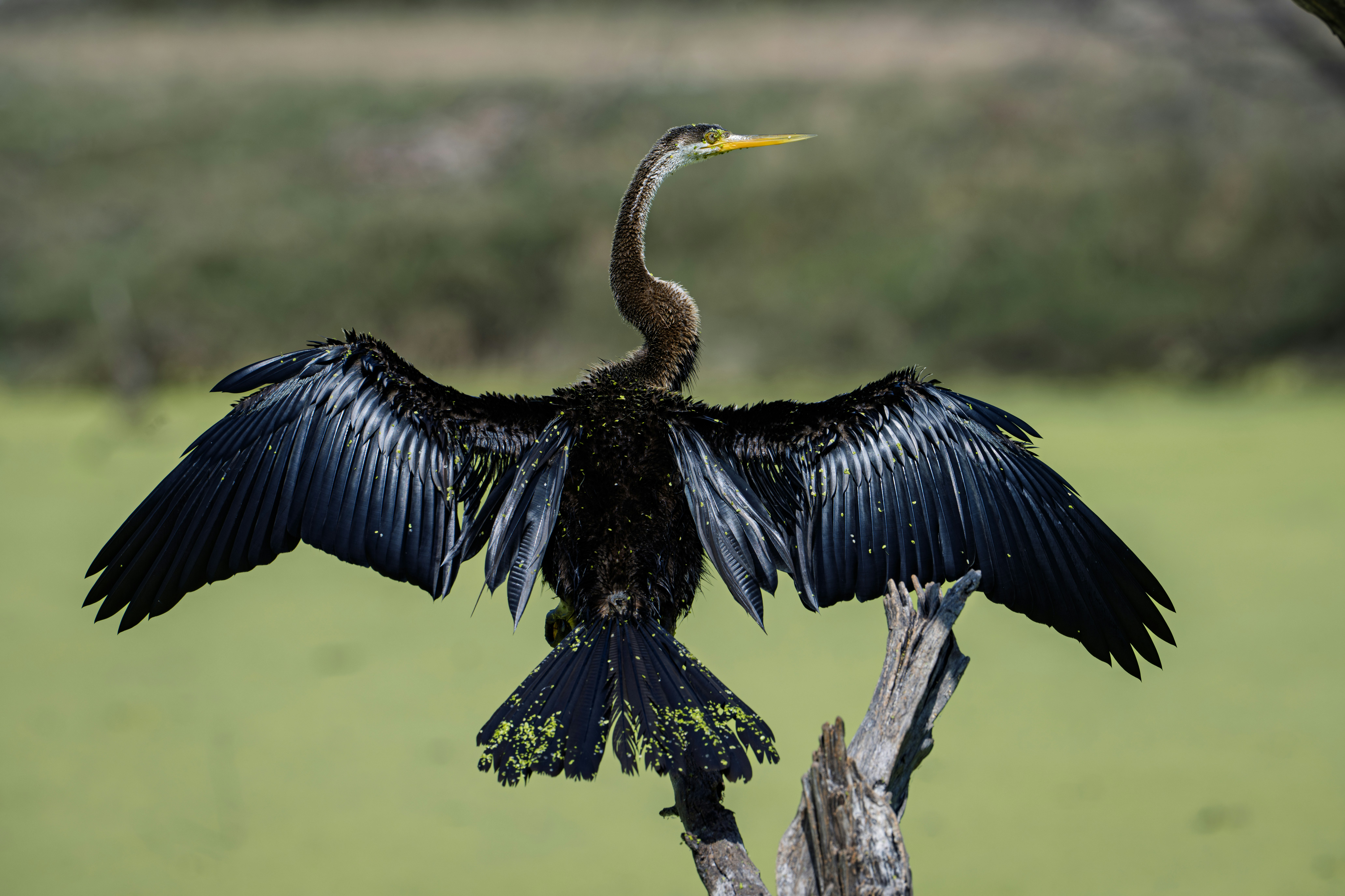 Photo by anubhavsonker