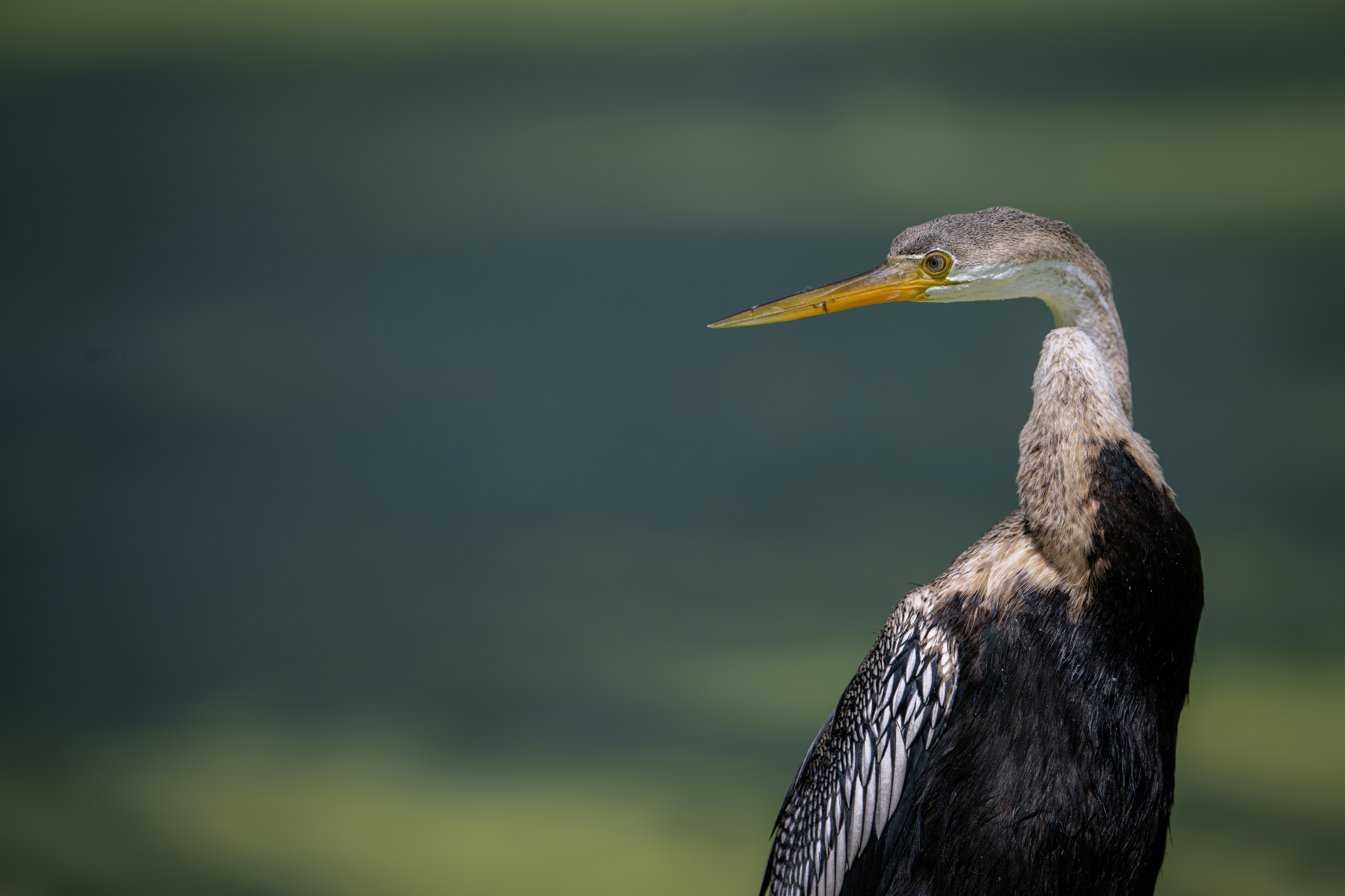 Photo by anubhavsonker