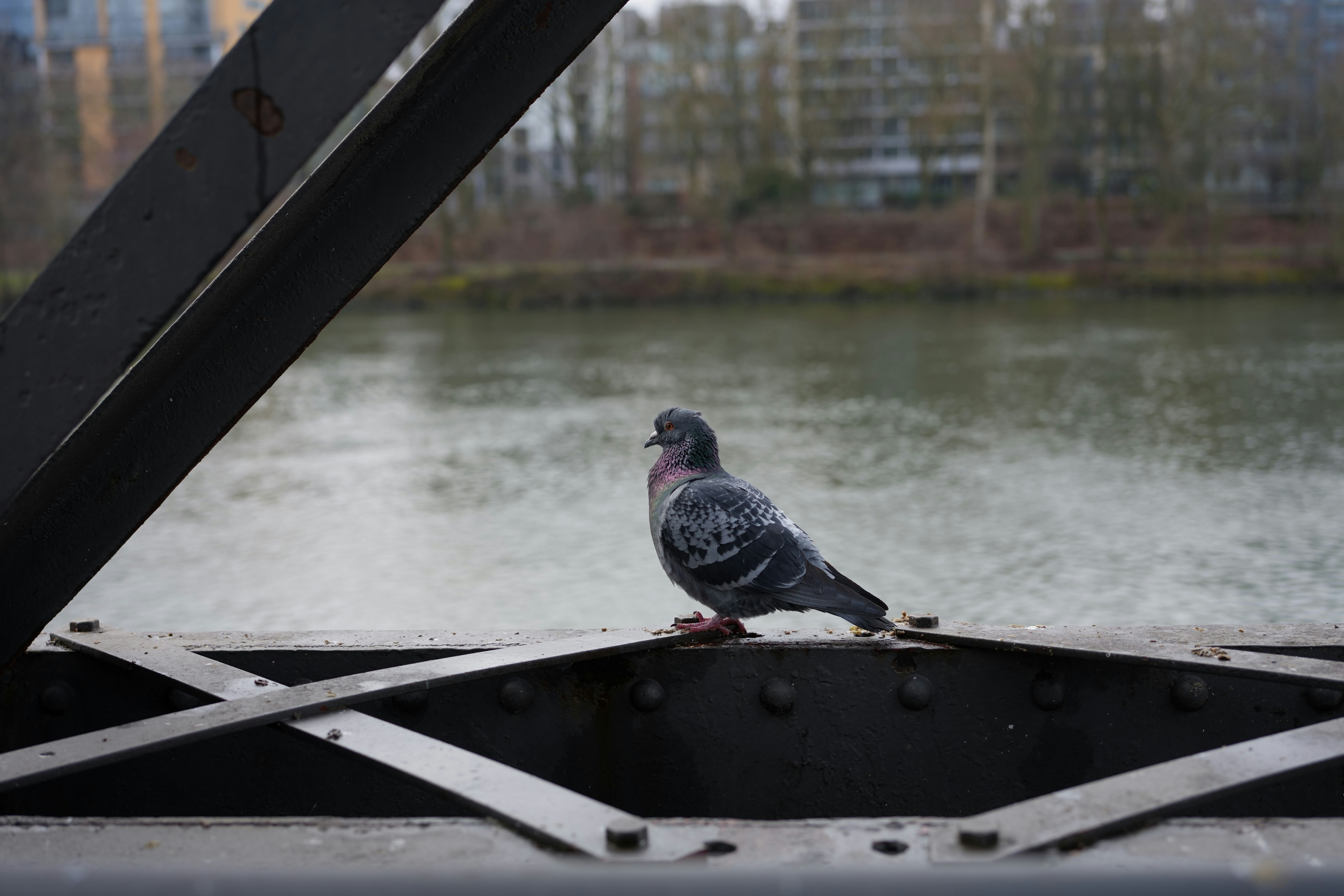 Pigeons aren't real