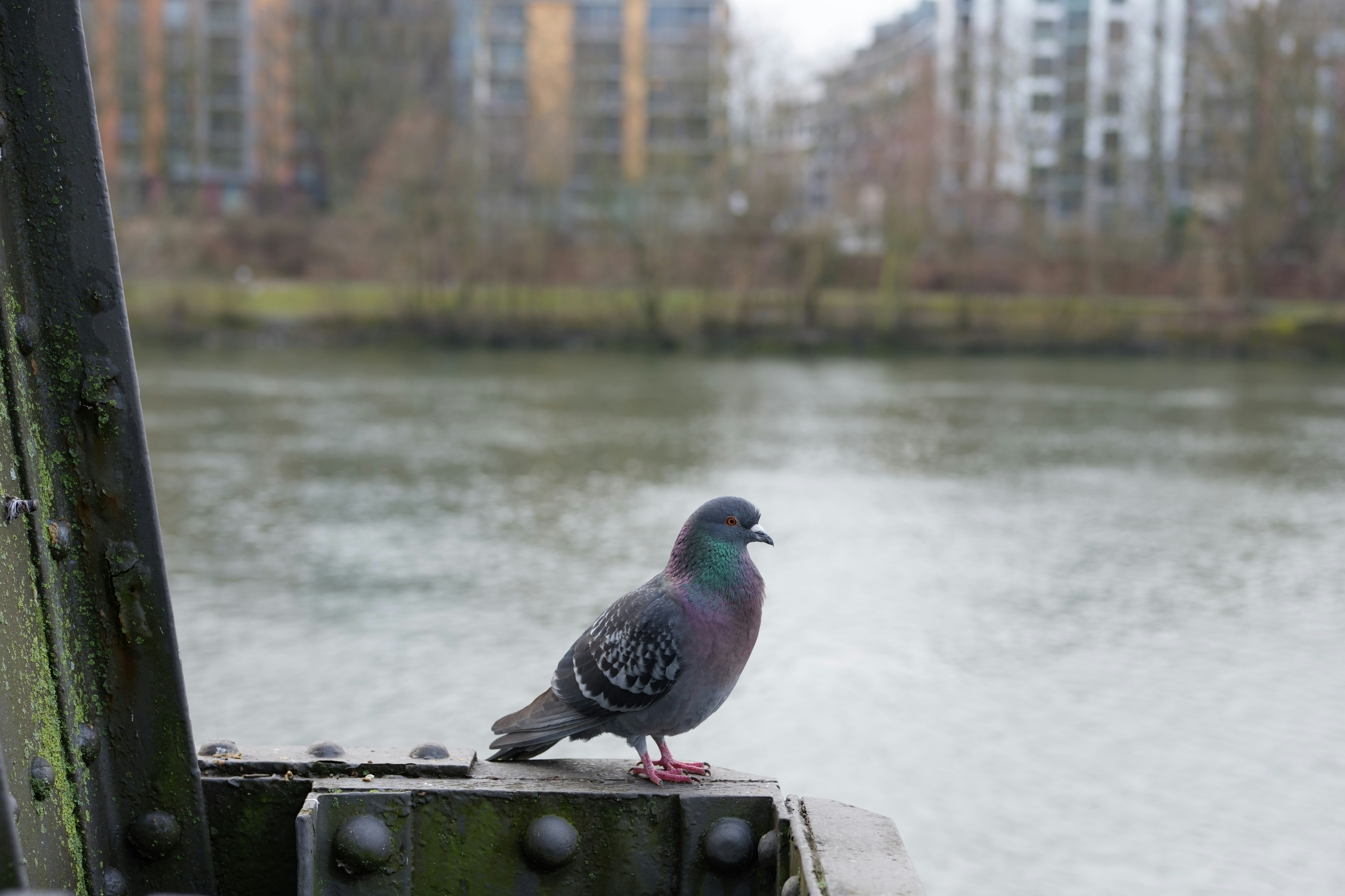 Pigeons aren't real