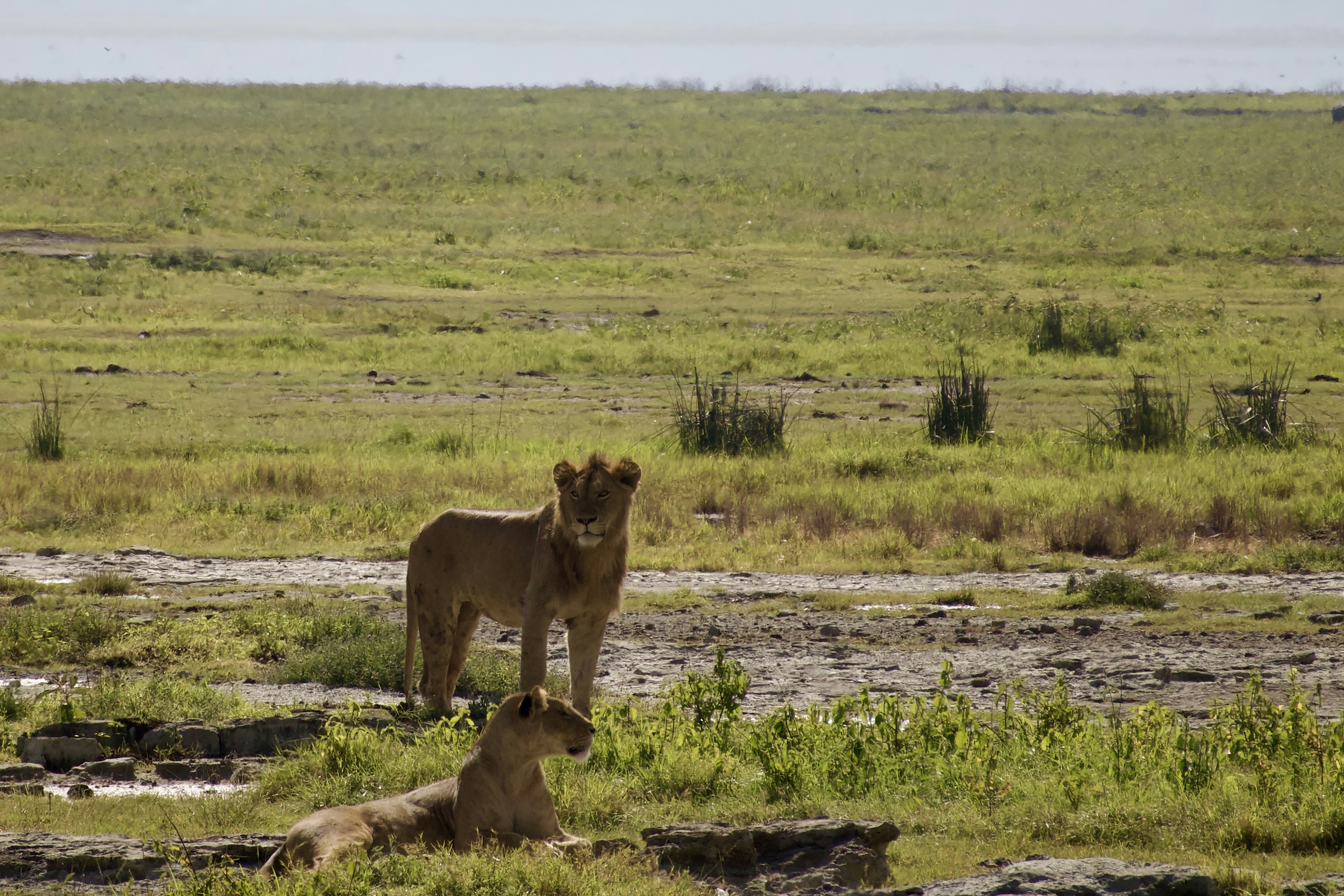 A couple of lions standing on top of a lush green field